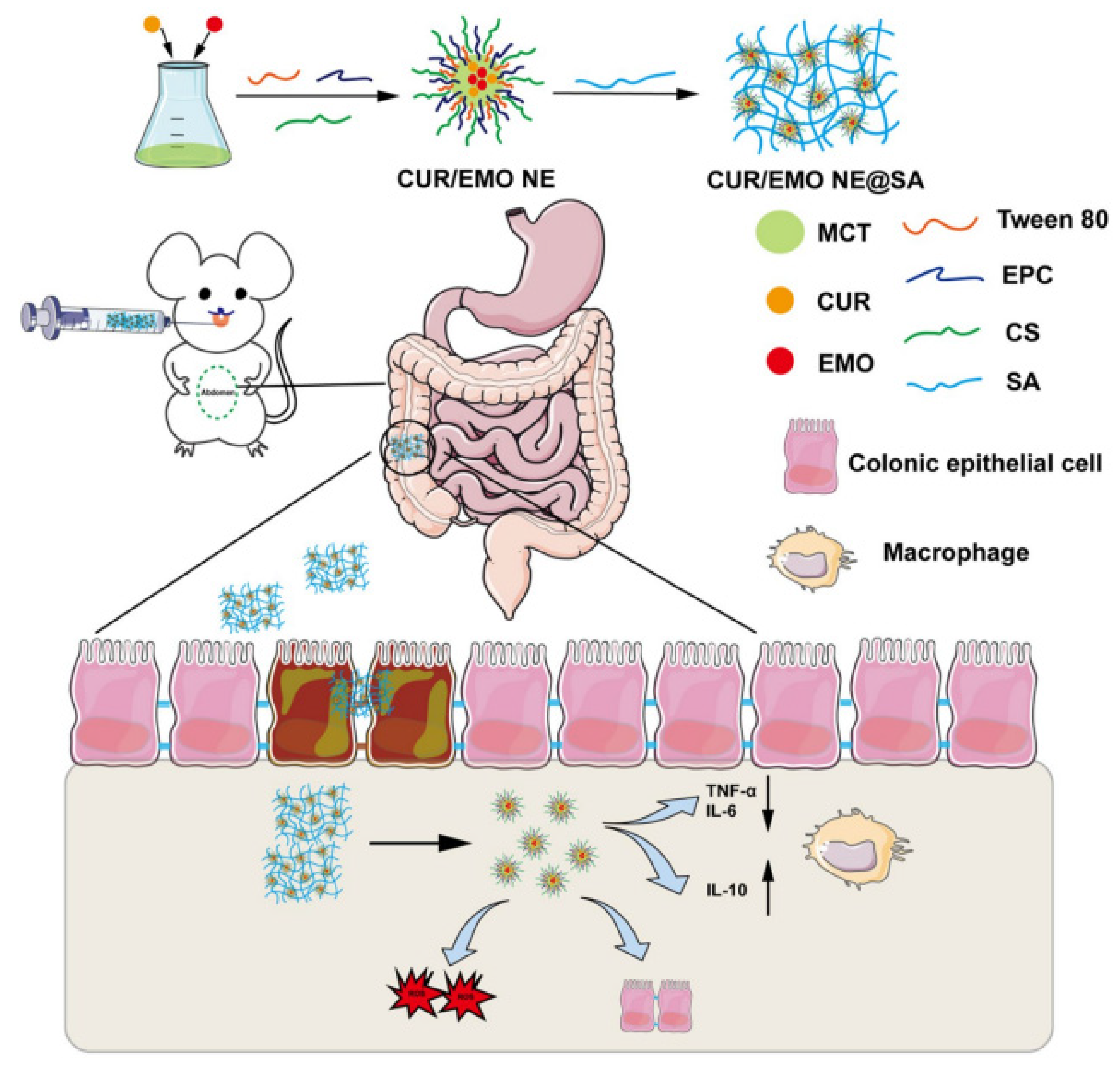 Pharmaceutics 17 00337 g003