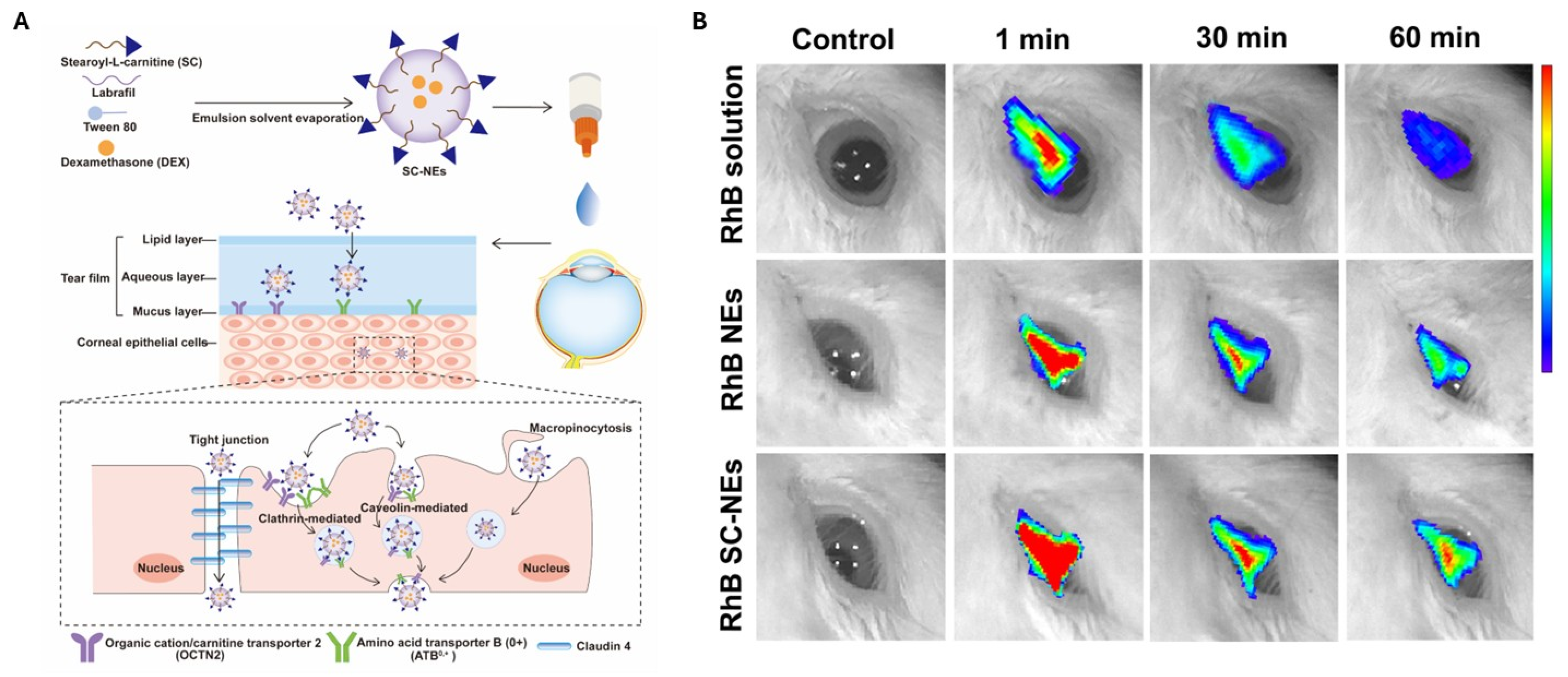 Pharmaceutics 17 00337 g004