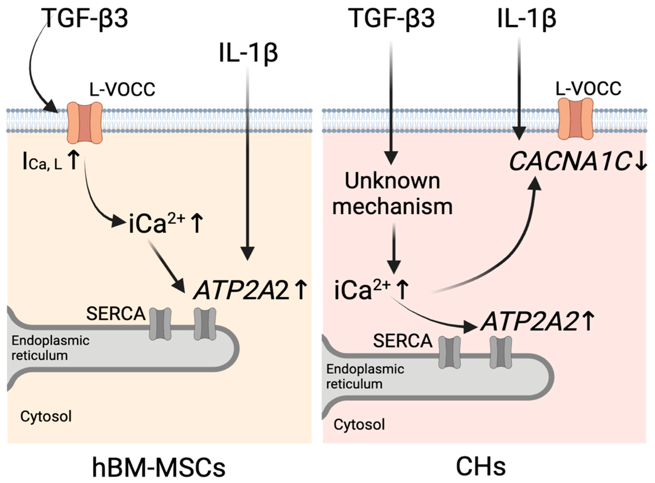 Pharmaceutics 17 00343 g005 Pharmaceutics 17 00343 g005