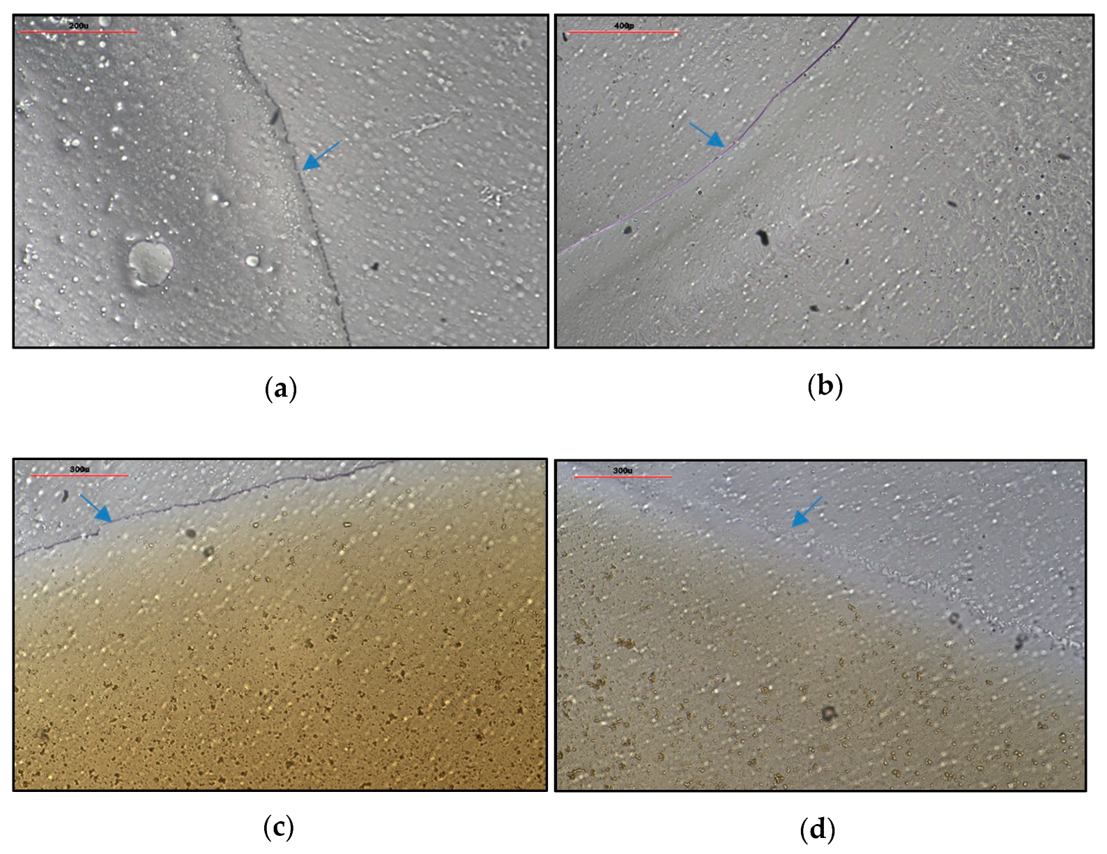 Pharmaceutics 17 00360 g004