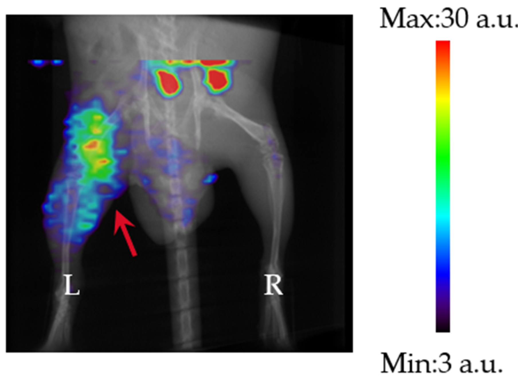 Pharmaceutics 17 00362 g003 Pharmaceutics 17 00362 g003