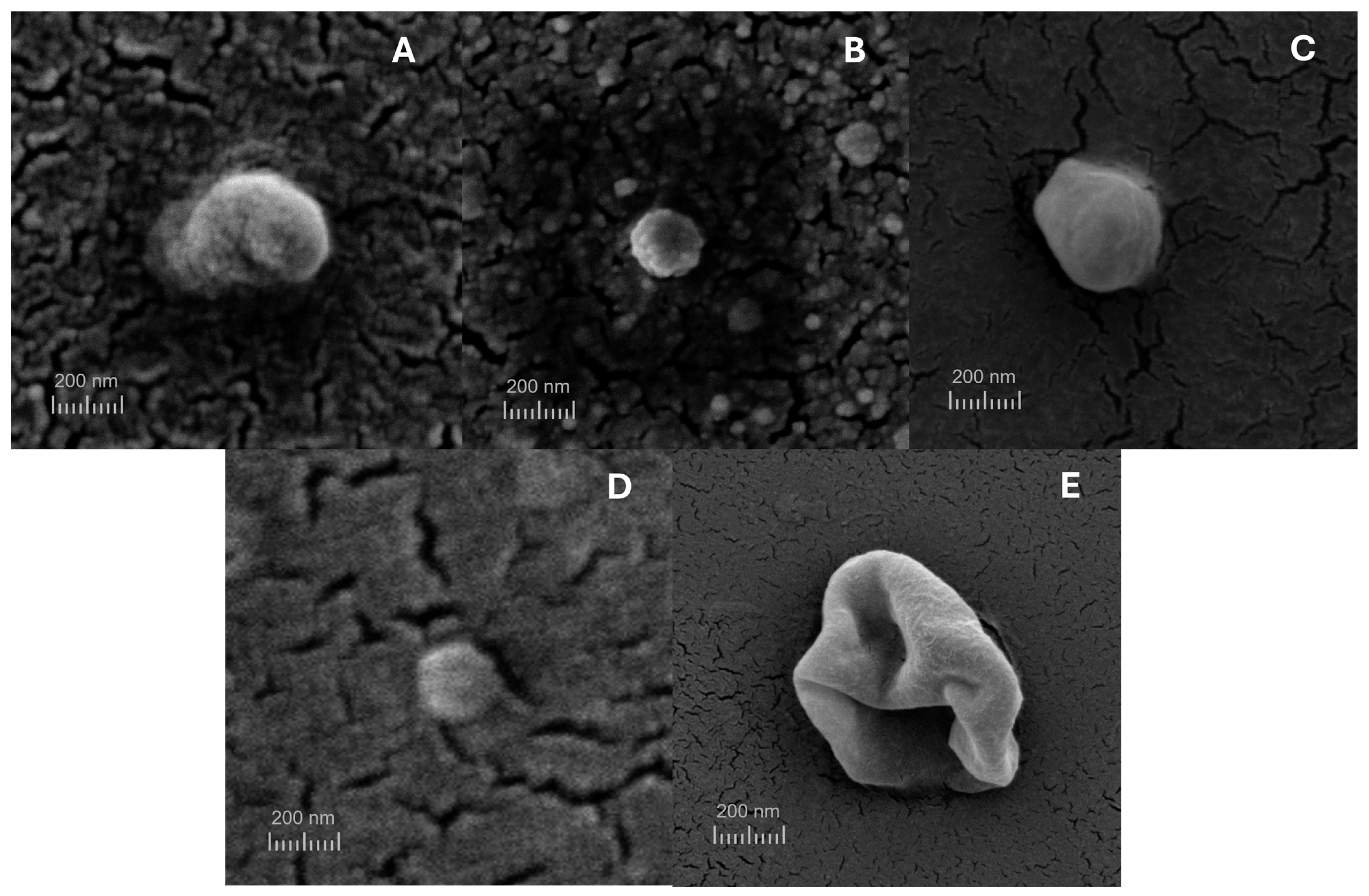 Pharmaceutics 17 00363 g007