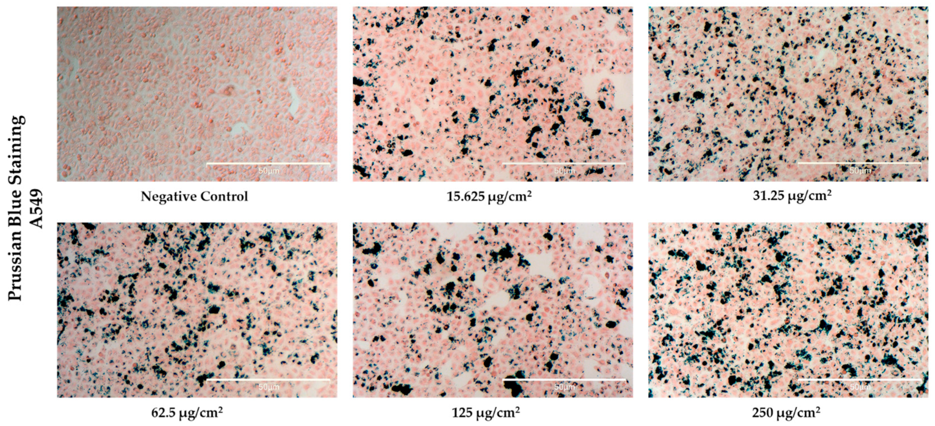 Pharmaceutics 17 00384 g007
