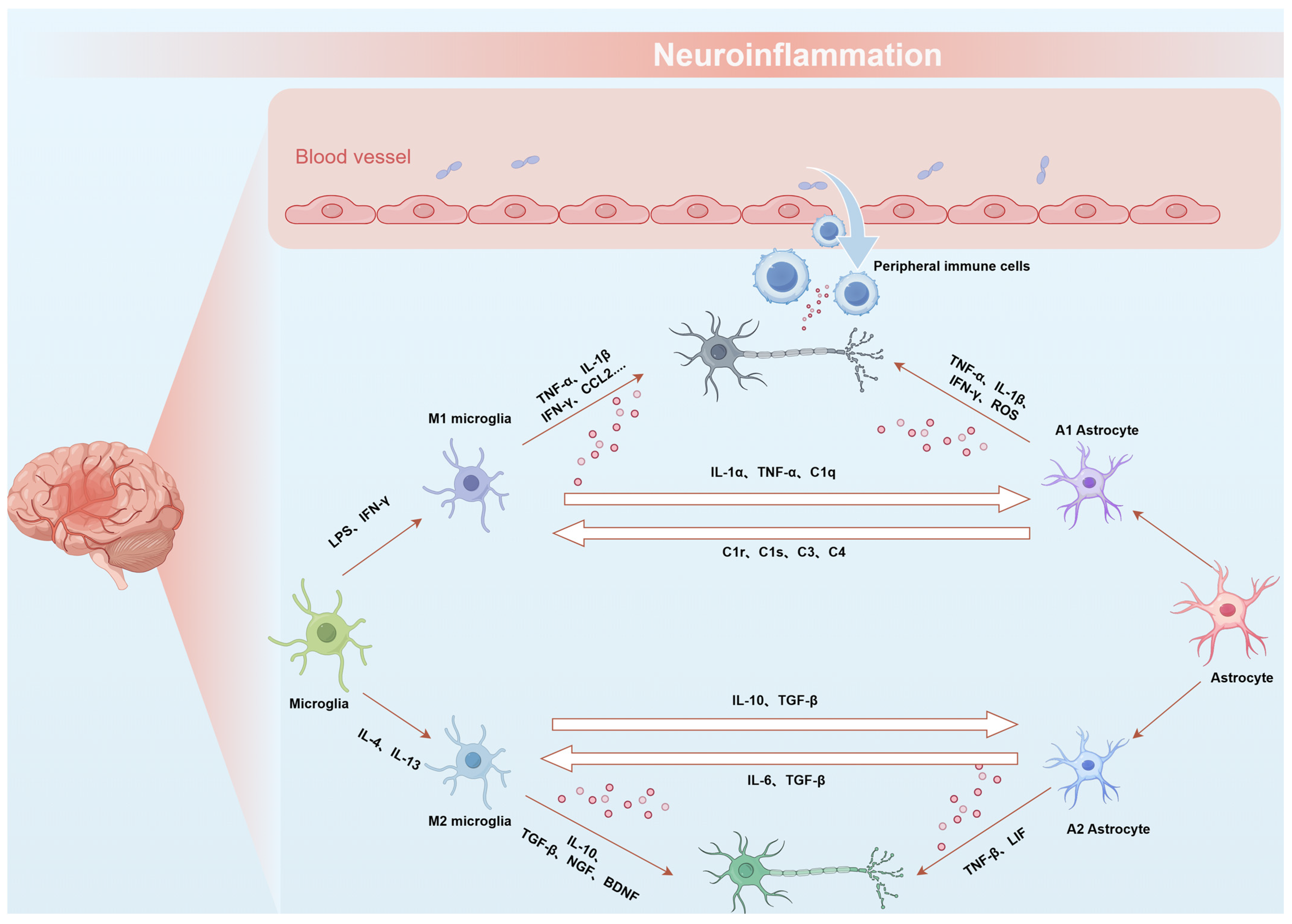 Pharmaceutics 17 00388 g001