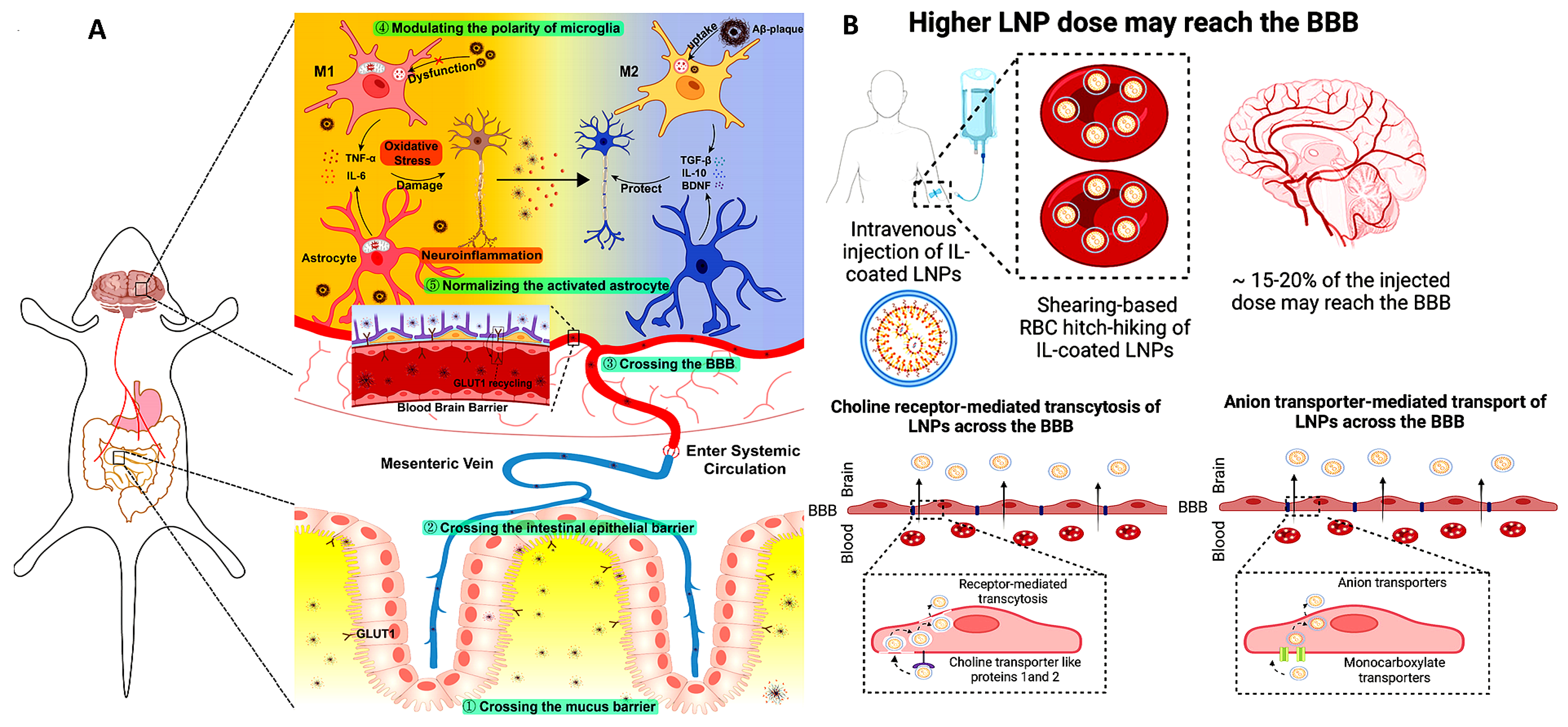 Pharmaceutics 17 00388 g005