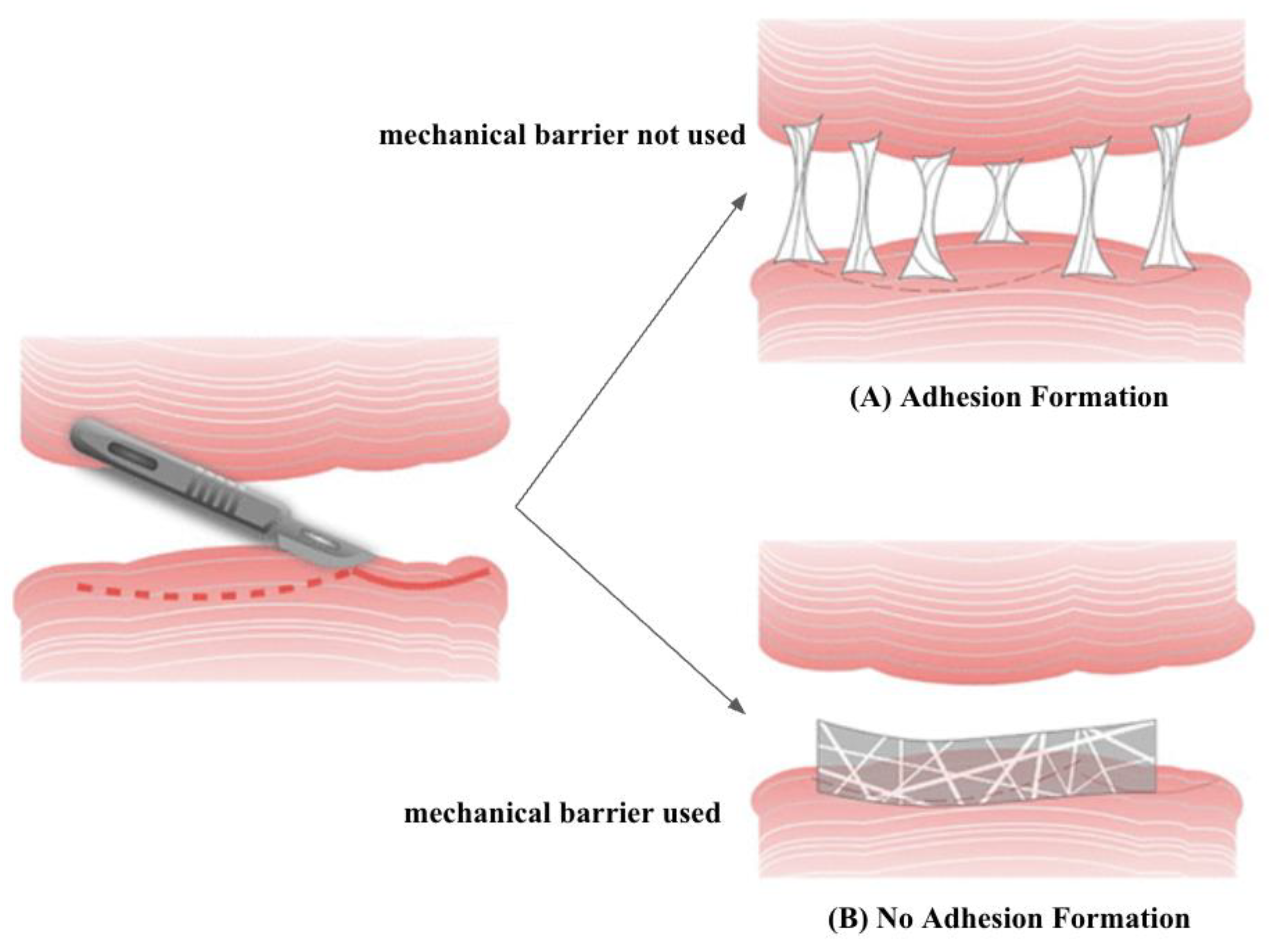 Pharmaceutics 17 00389 g003