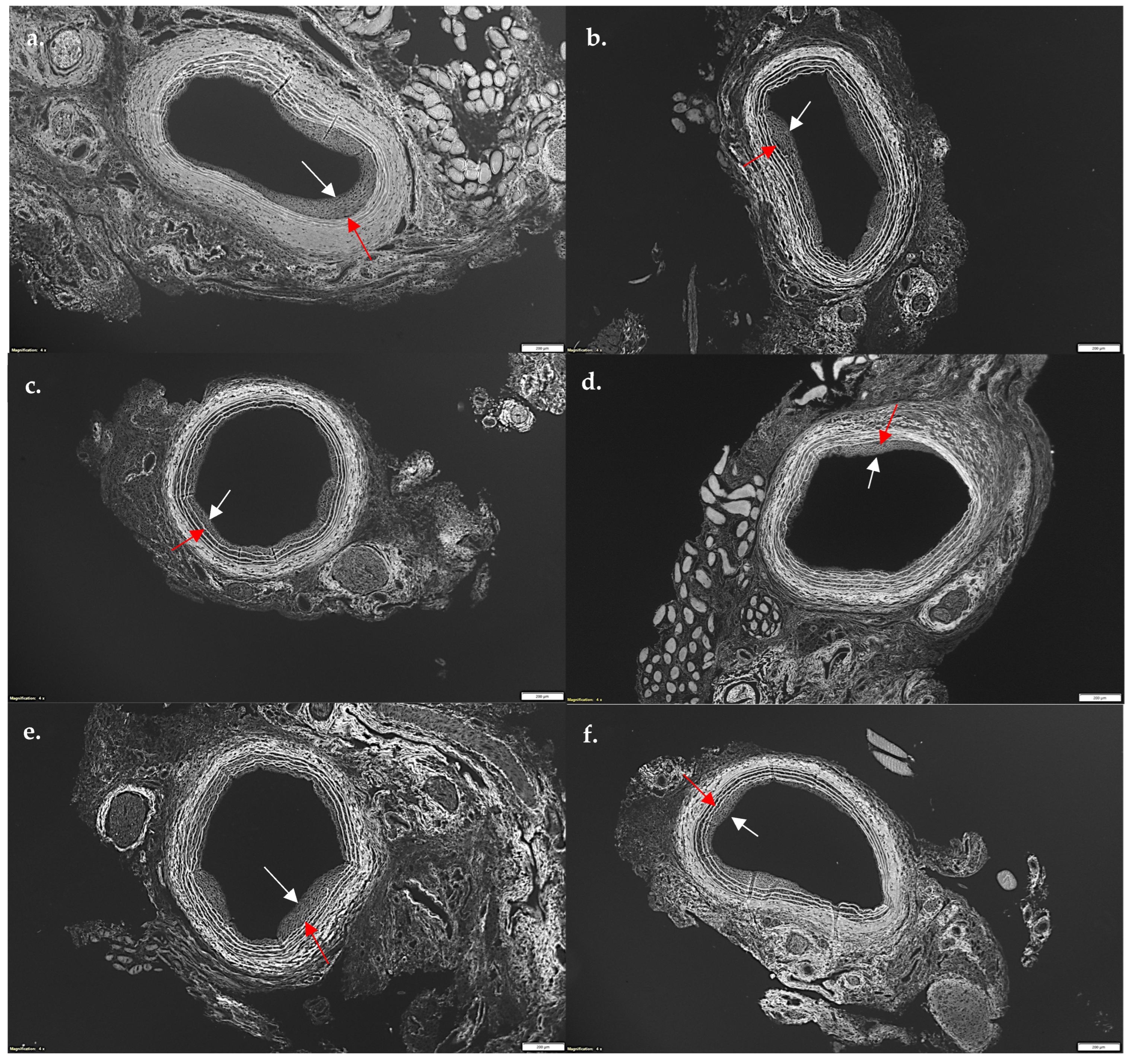 Pharmaceutics 17 00391 g005