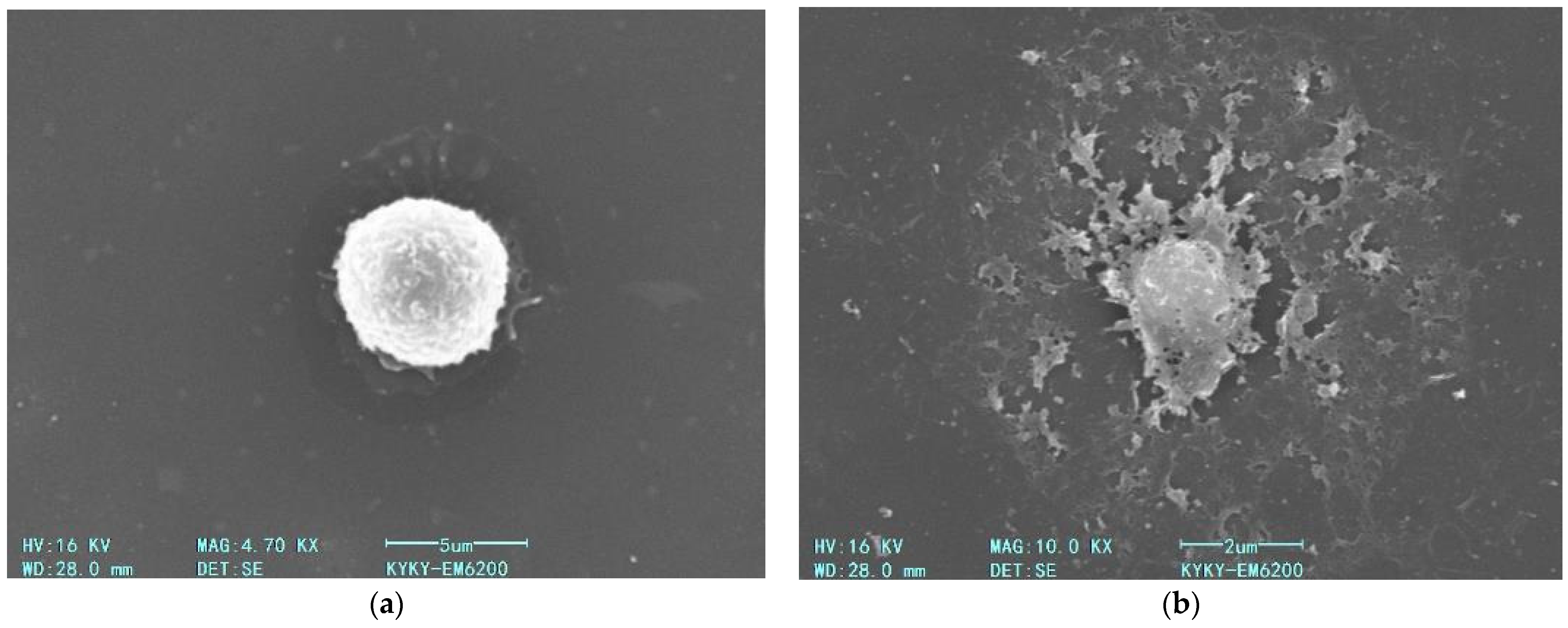 Pharmaceutics 17 00398 g015