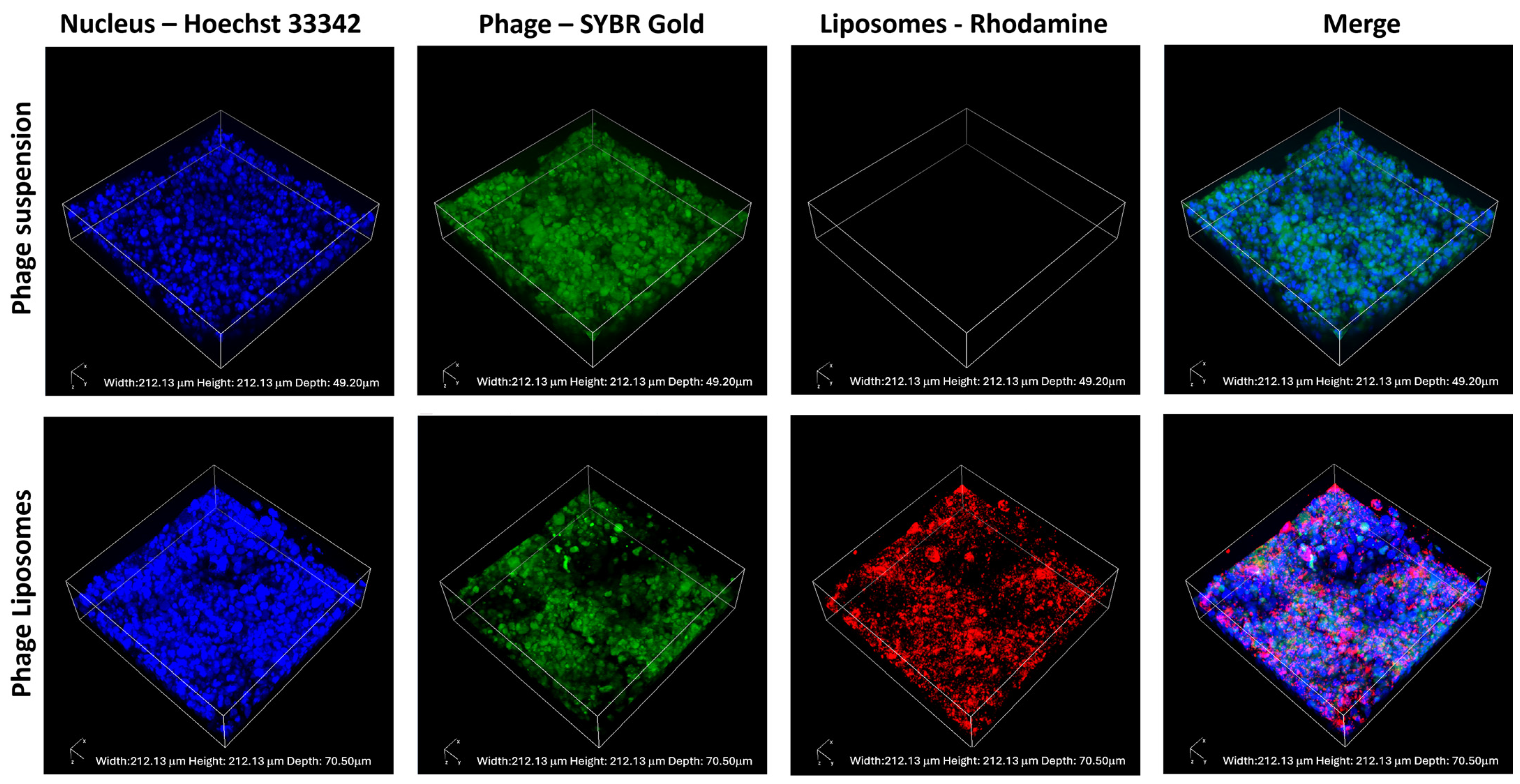 Pharmaceutics 17 00405 g005