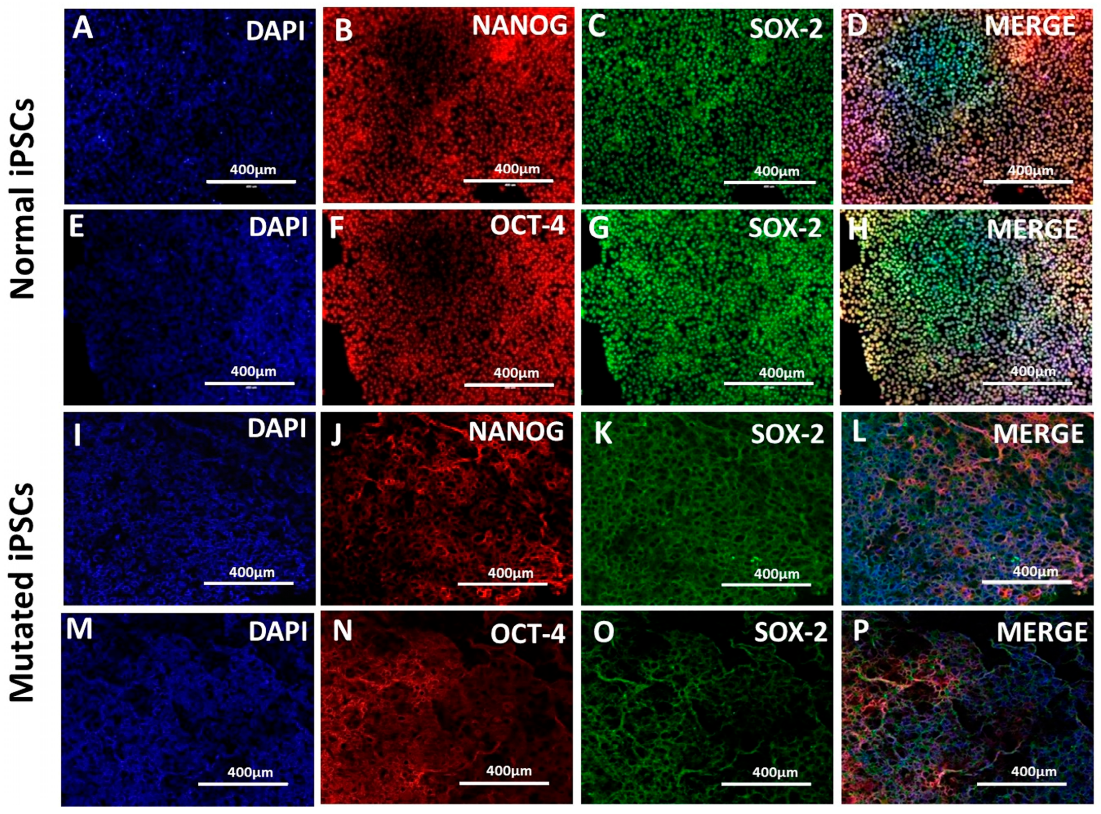 Pharmaceutics 17 00410 g001