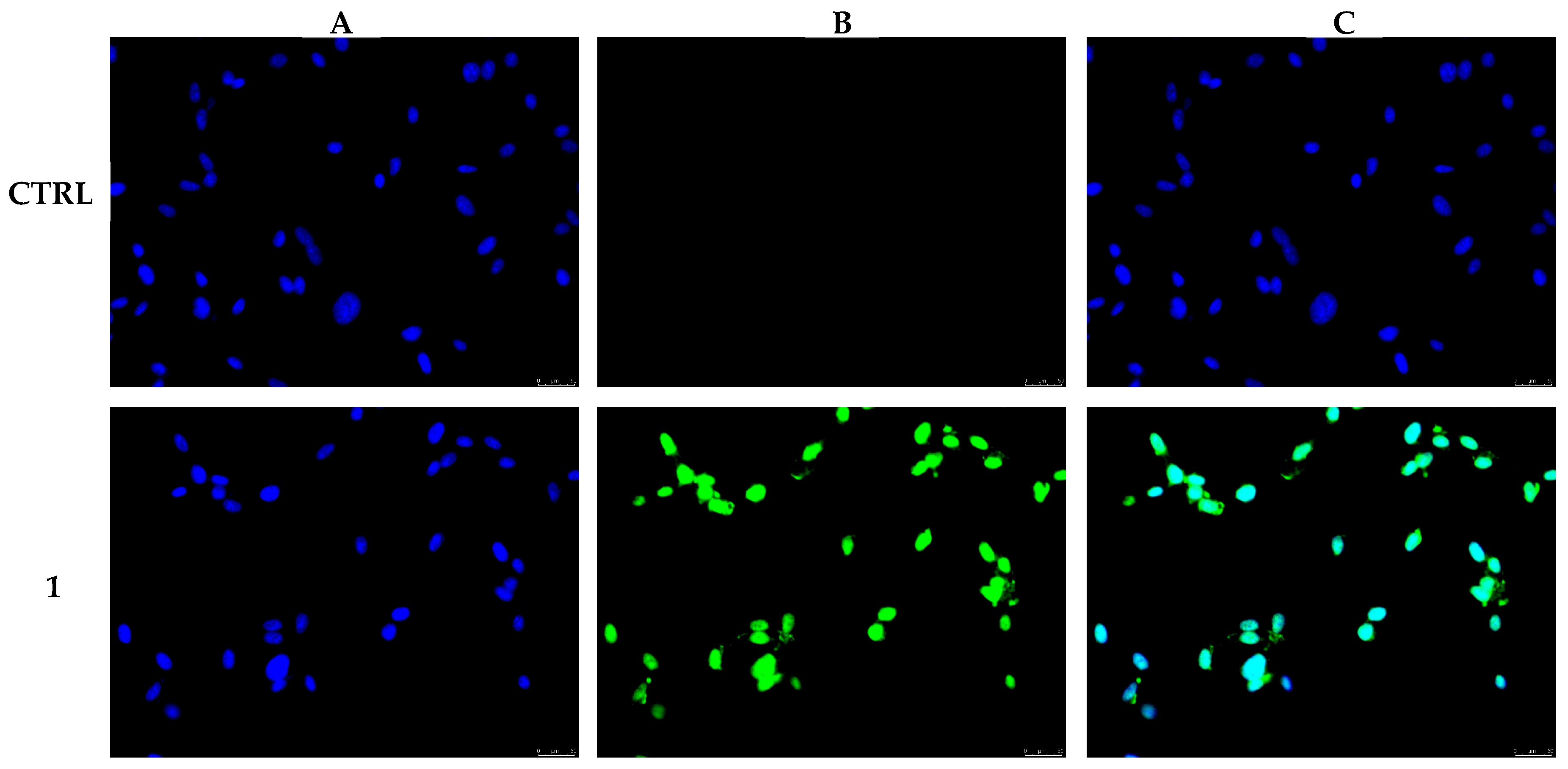 Pharmaceutics 17 00415 g002