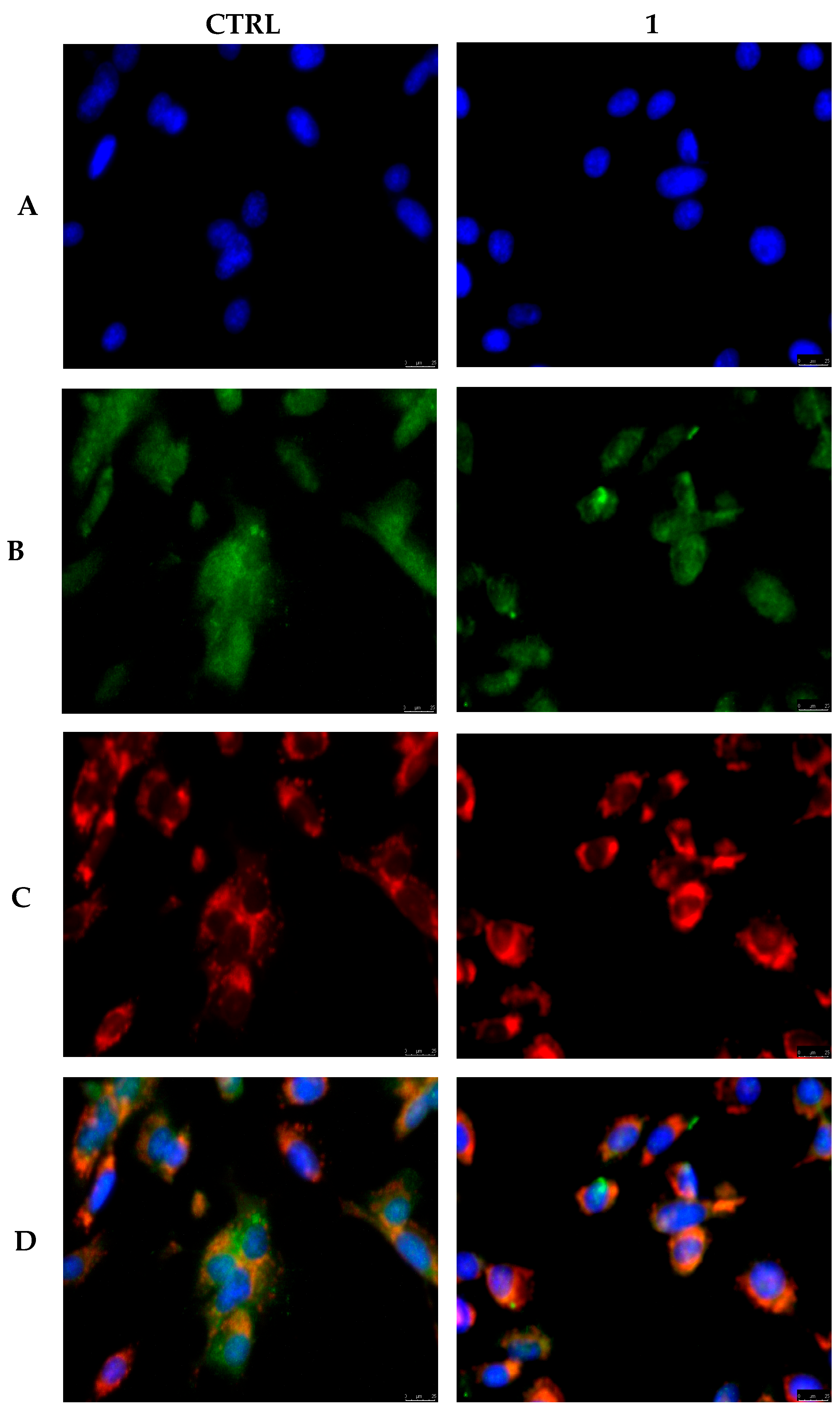 Pharmaceutics 17 00415 g004