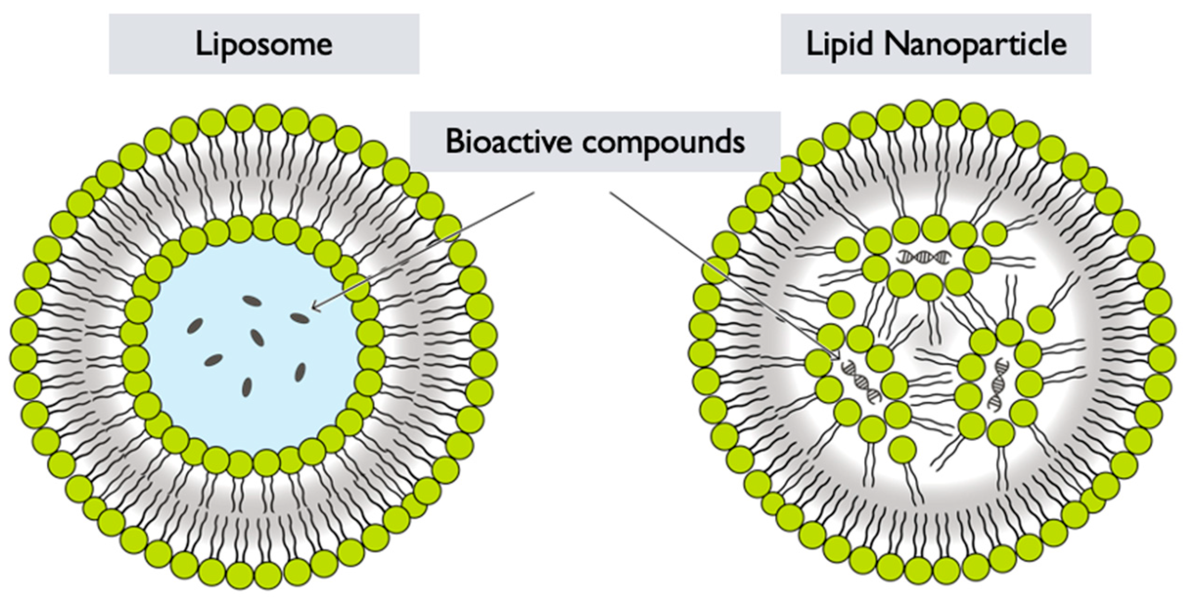Pharmaceutics 17 00422 g006