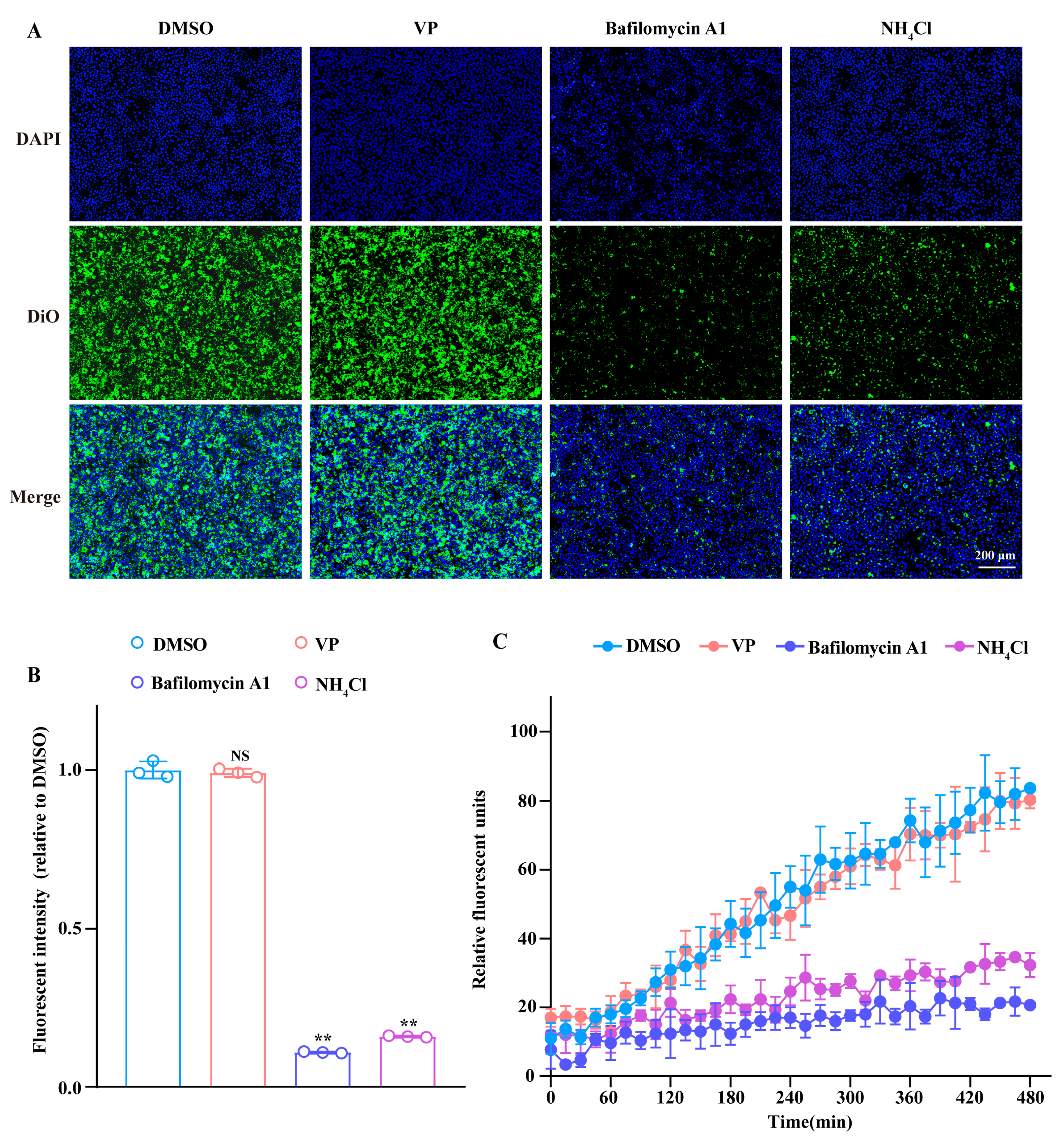 Pharmaceutics 17 00434 g005