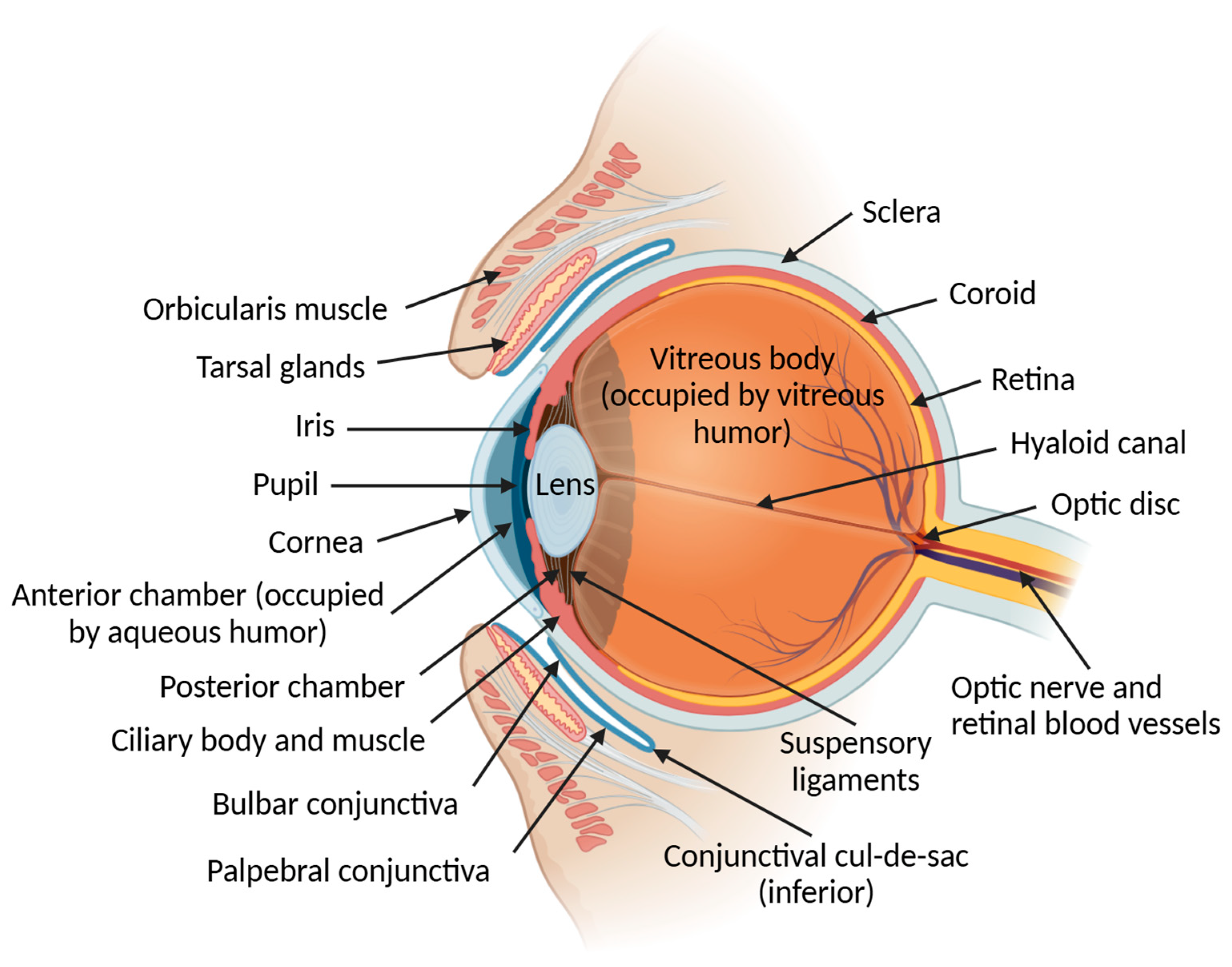 Pharmaceutics 17 00447 g001 Pharmaceutics 17 00447 g001