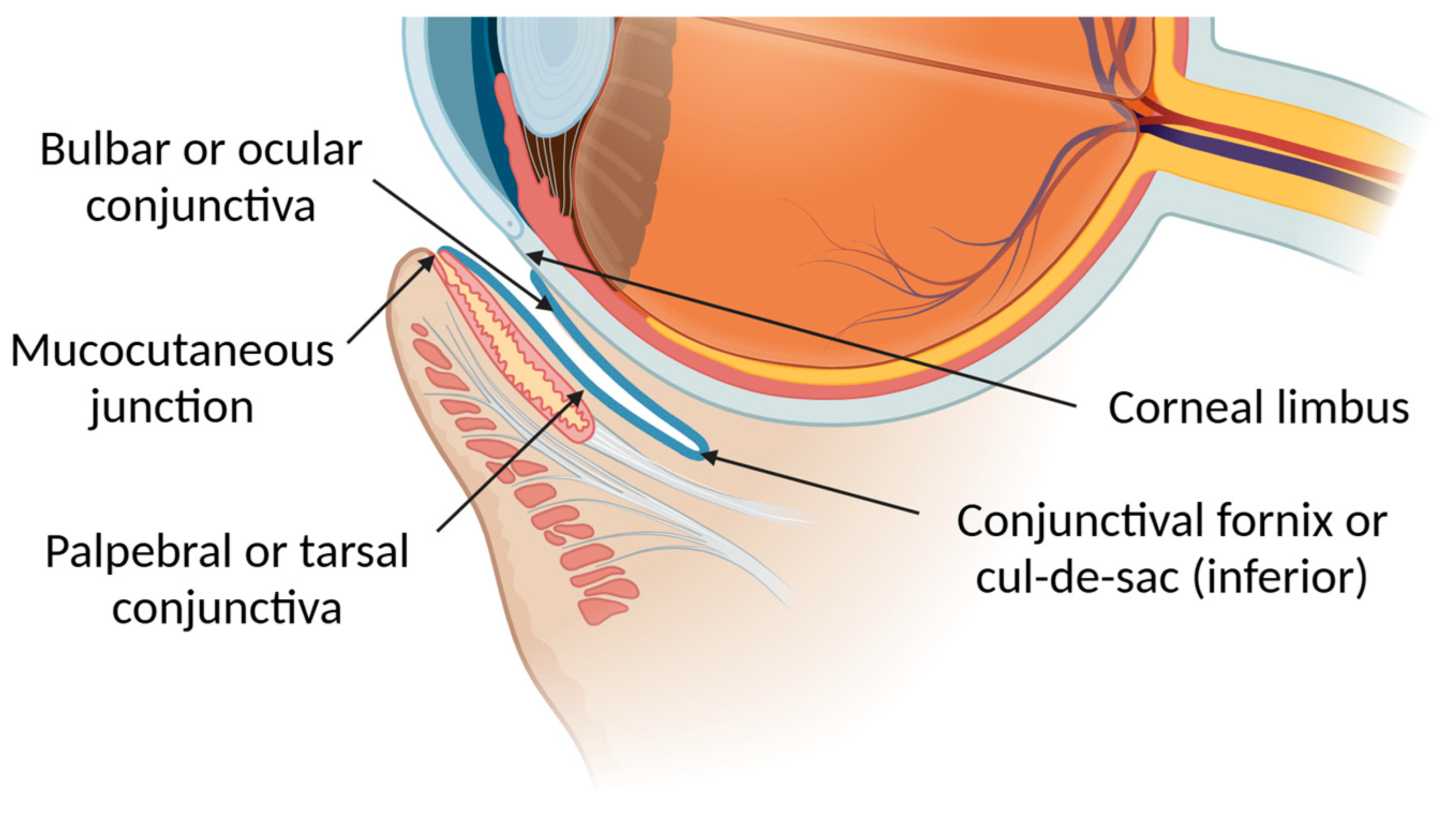Pharmaceutics 17 00447 g002 Pharmaceutics 17 00447 g002