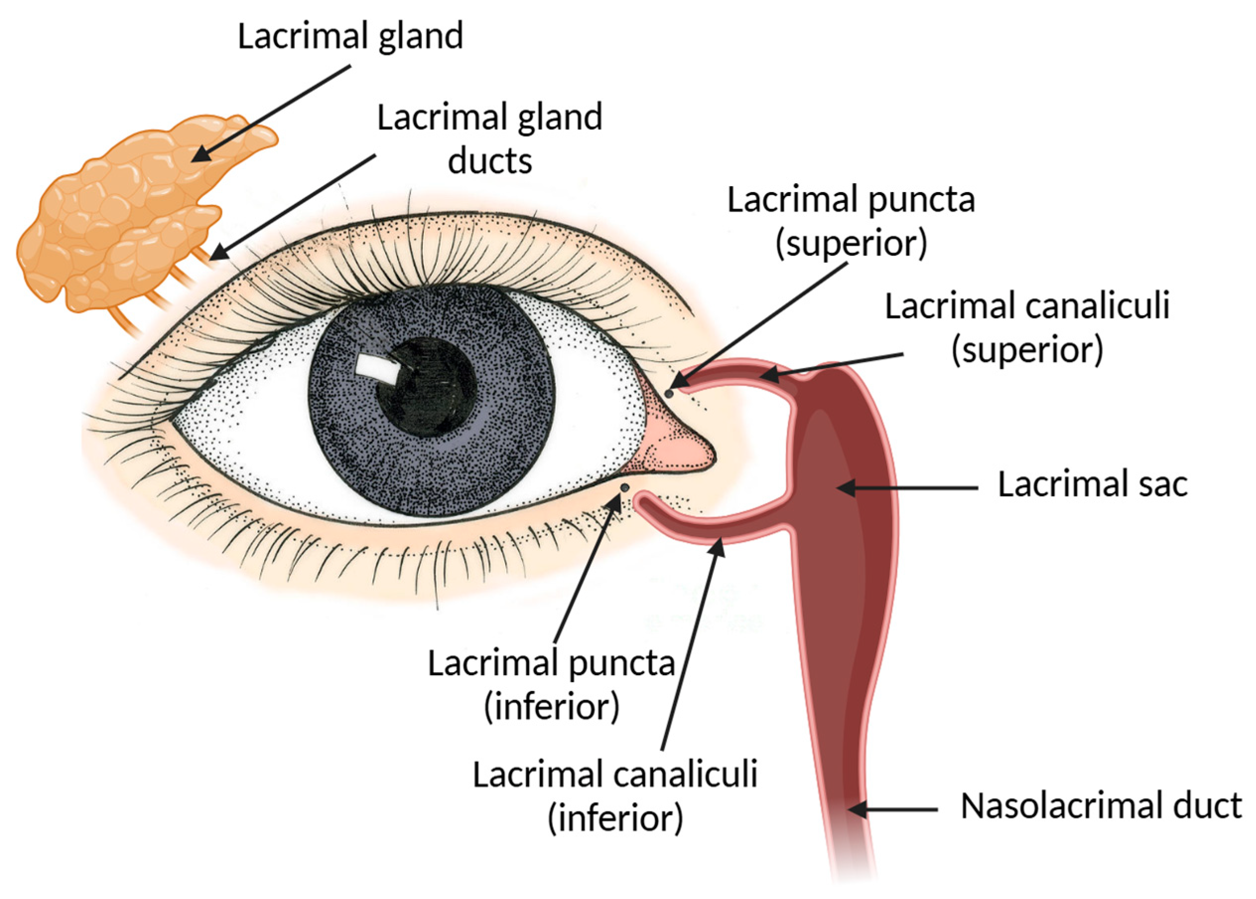 Pharmaceutics 17 00447 g003 Pharmaceutics 17 00447 g003