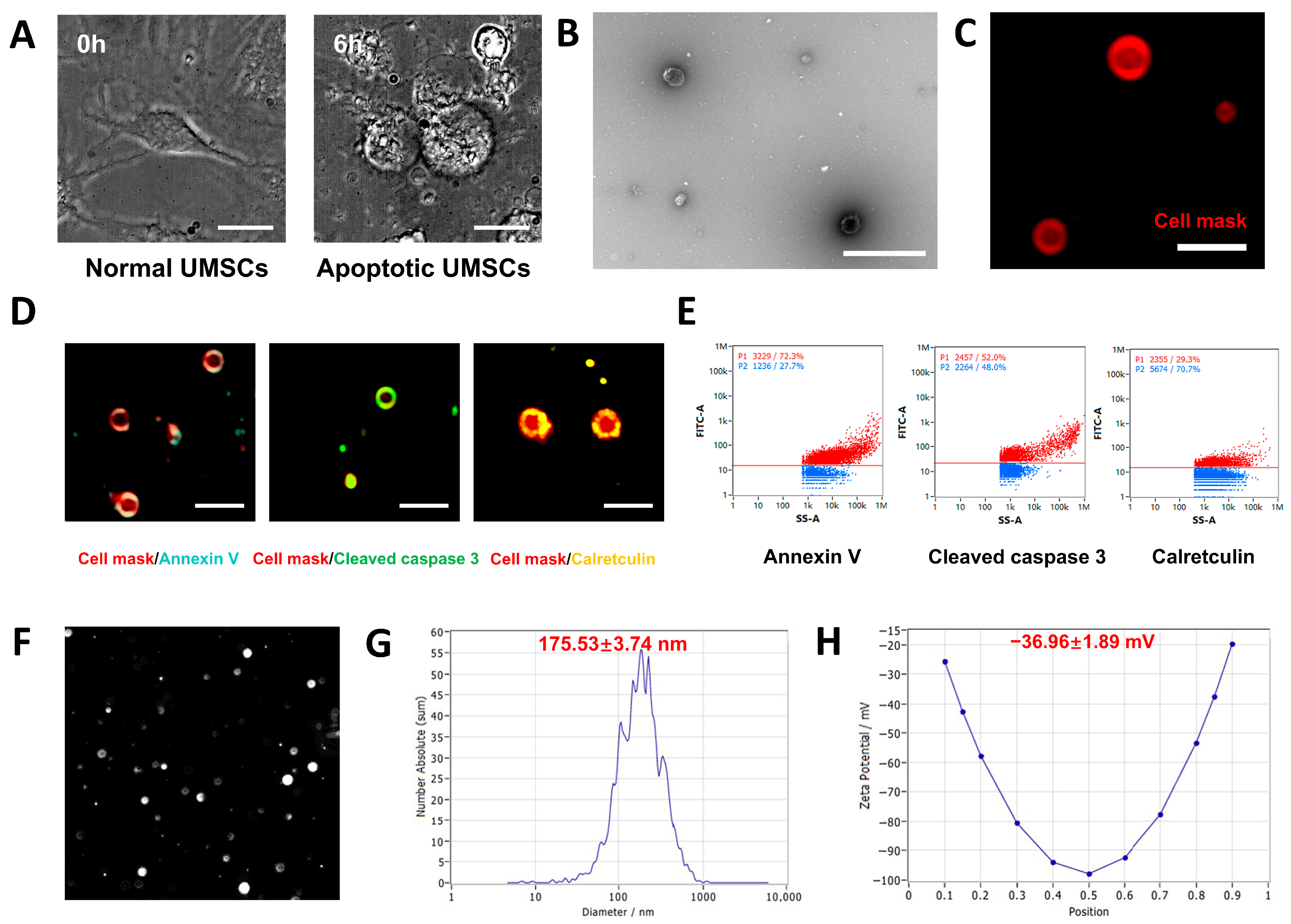 Pharmaceutics 17 00453 g002