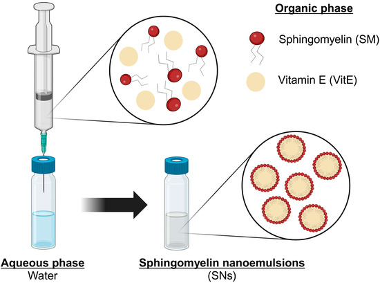Mechanistic Insights into Sphingomyelin Nanoemulsions as