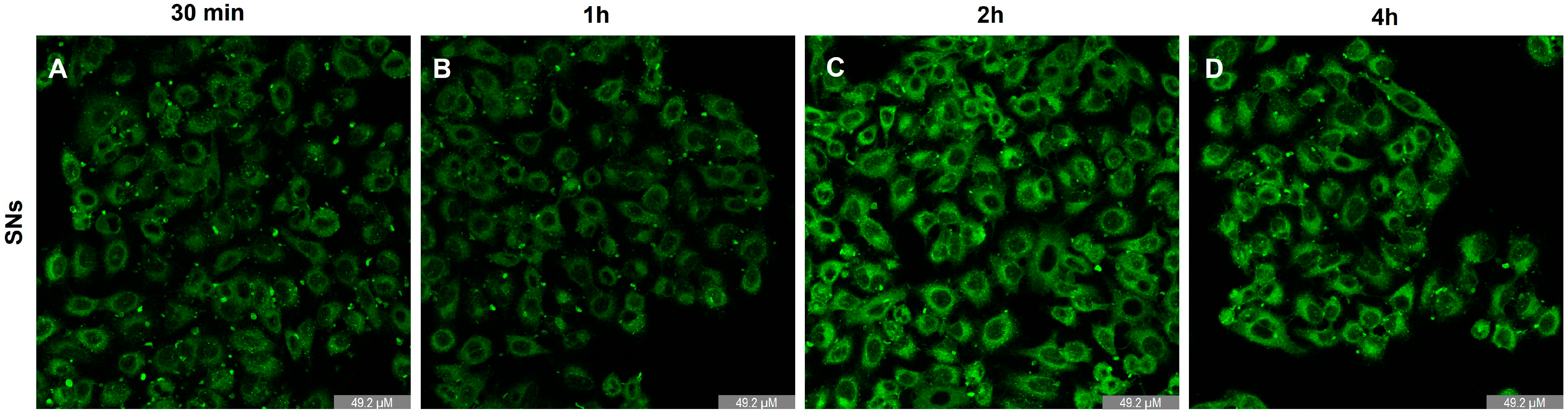 Pharmaceutics 17 00461 g006