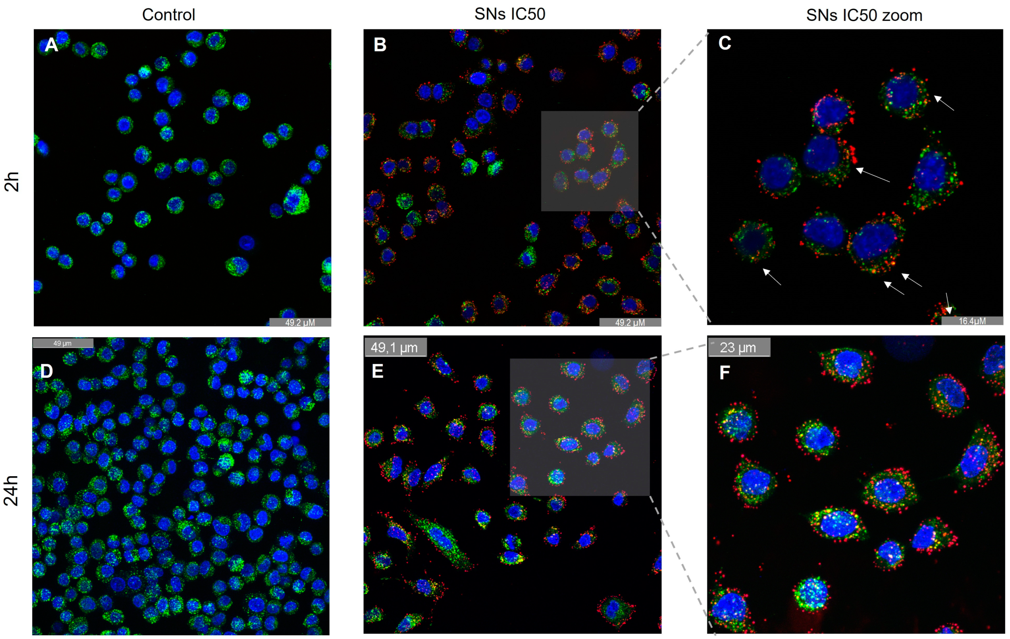 Pharmaceutics 17 00461 g007