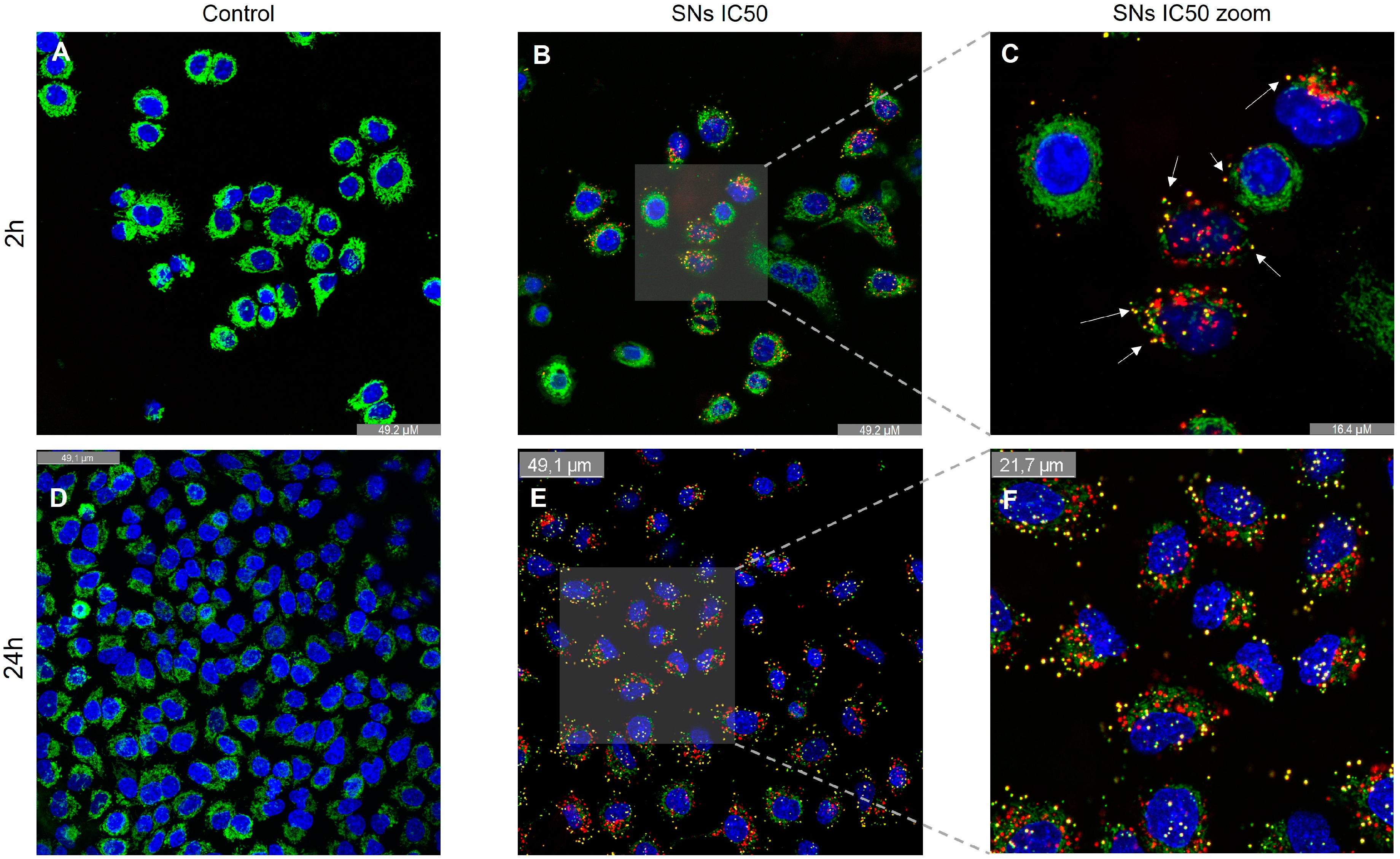 Pharmaceutics 17 00461 g009