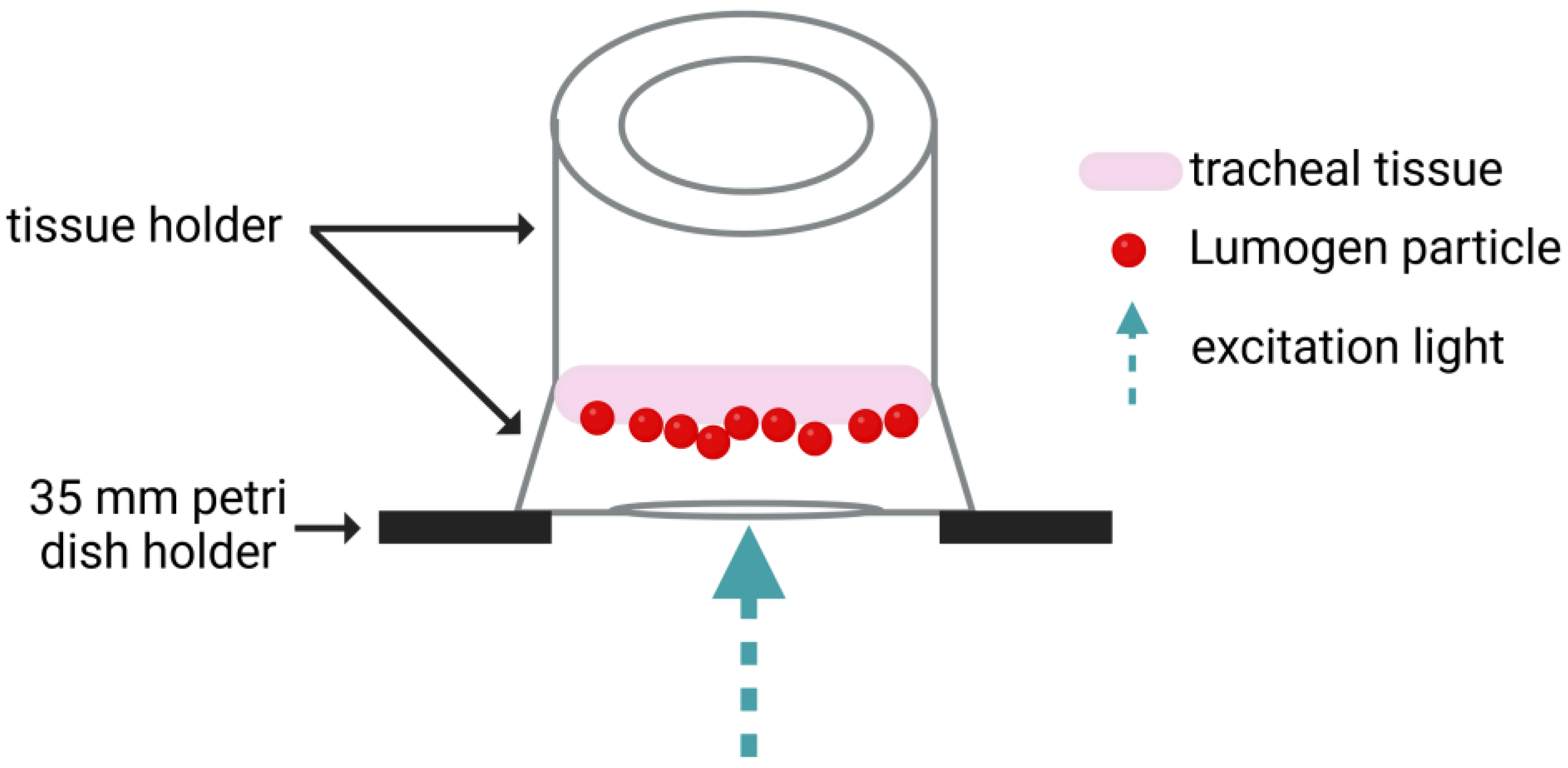 Pharmaceutics 17 00462 g002