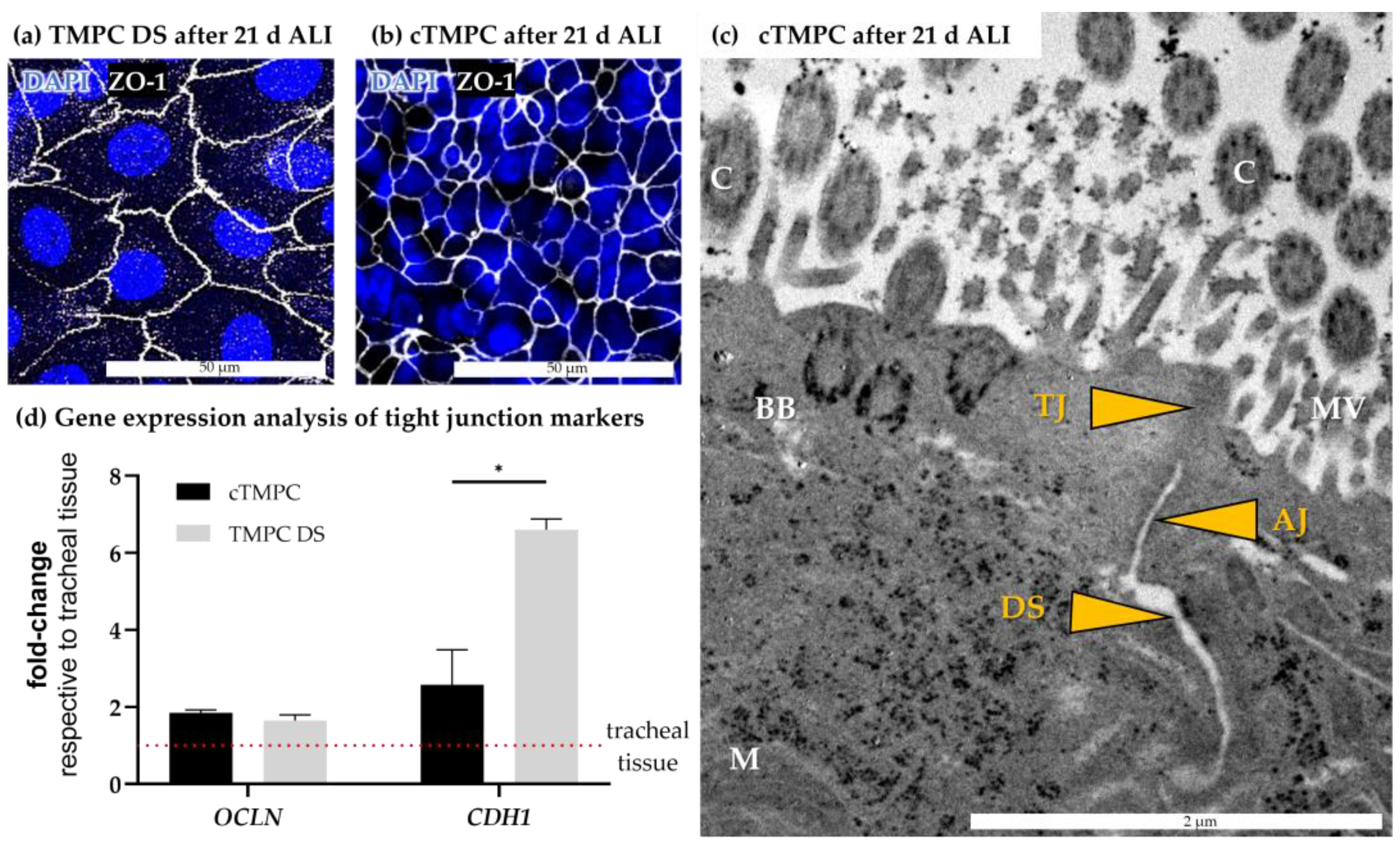 Pharmaceutics 17 00462 g004