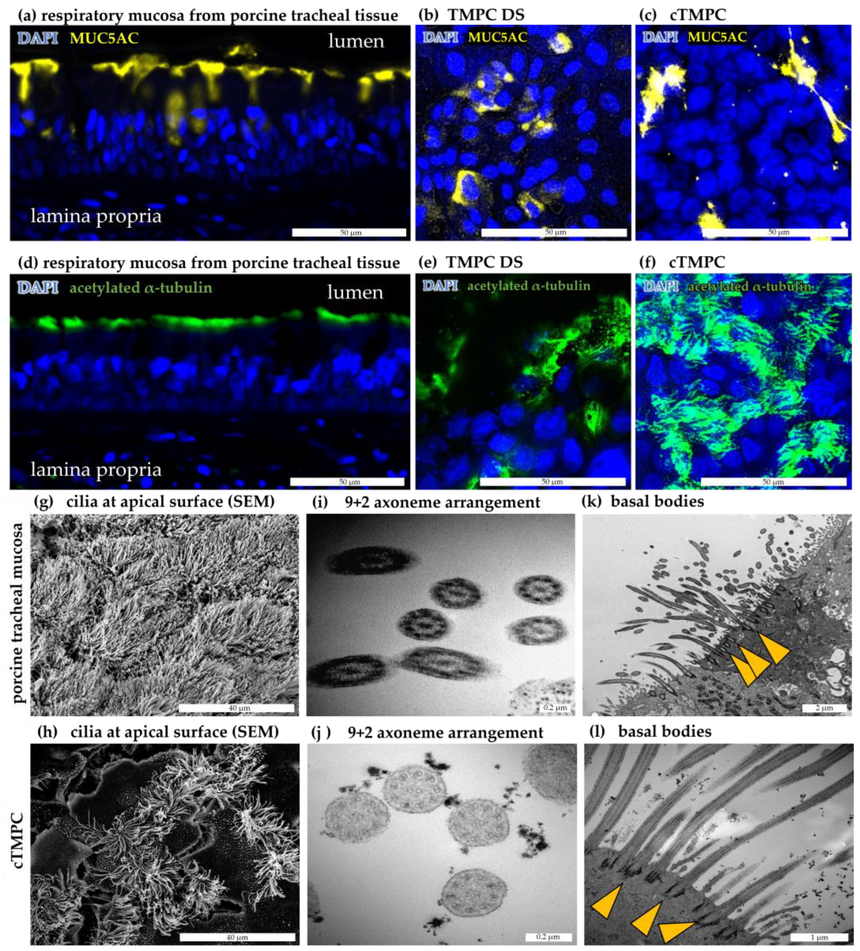 Pharmaceutics 17 00462 g006