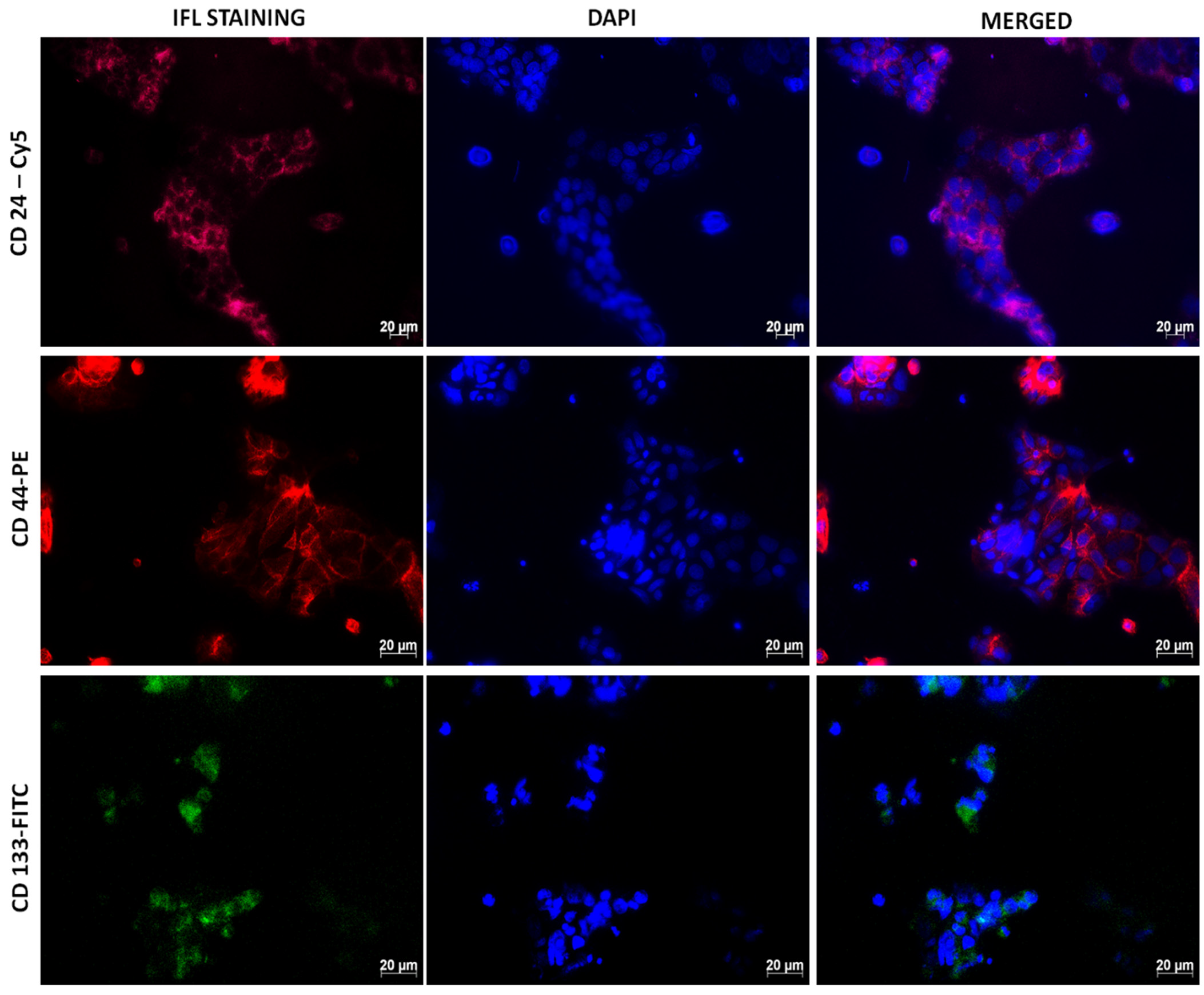 Pharmaceutics 17 00469 g003