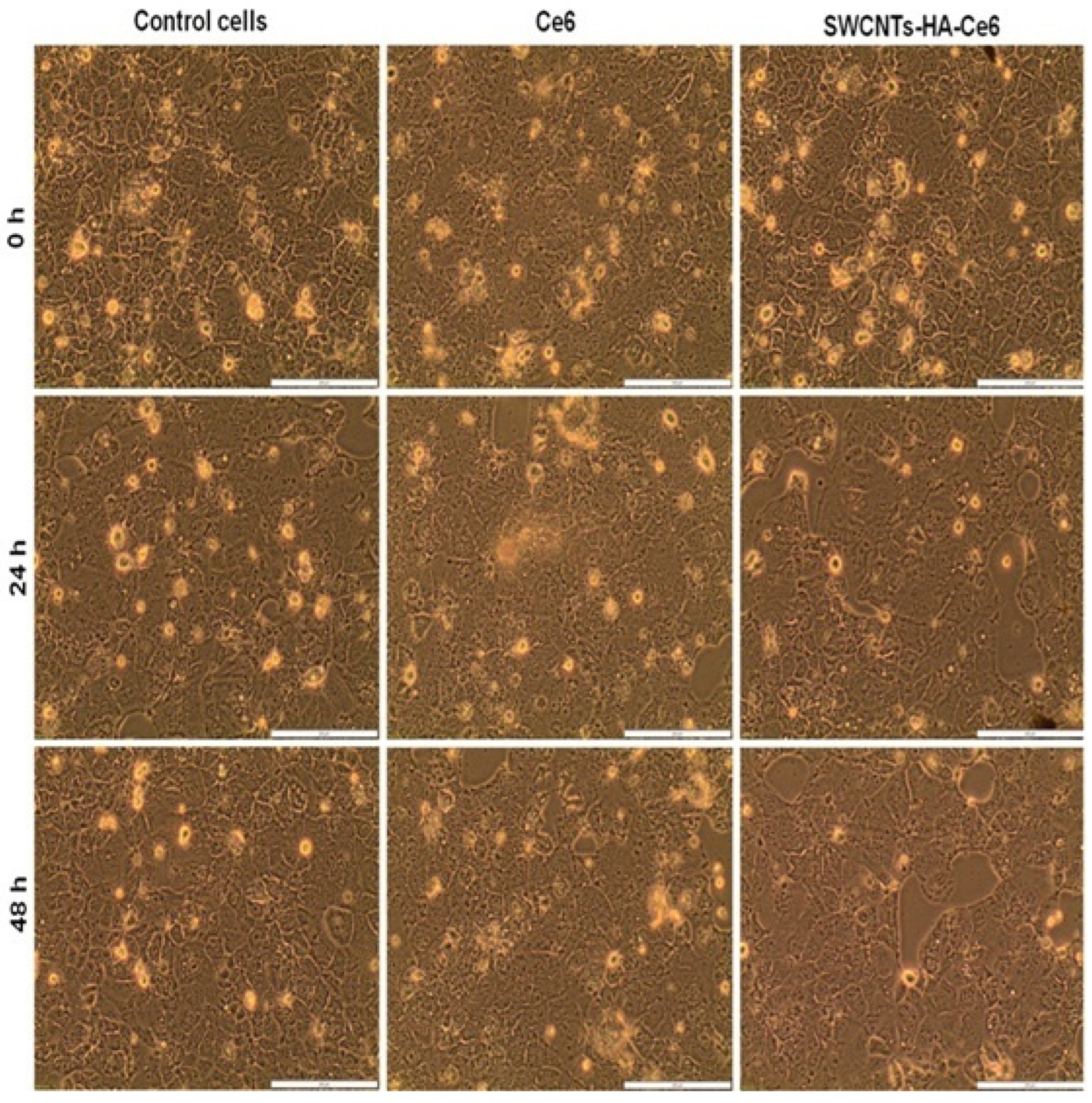 Pharmaceutics 17 00469 g005