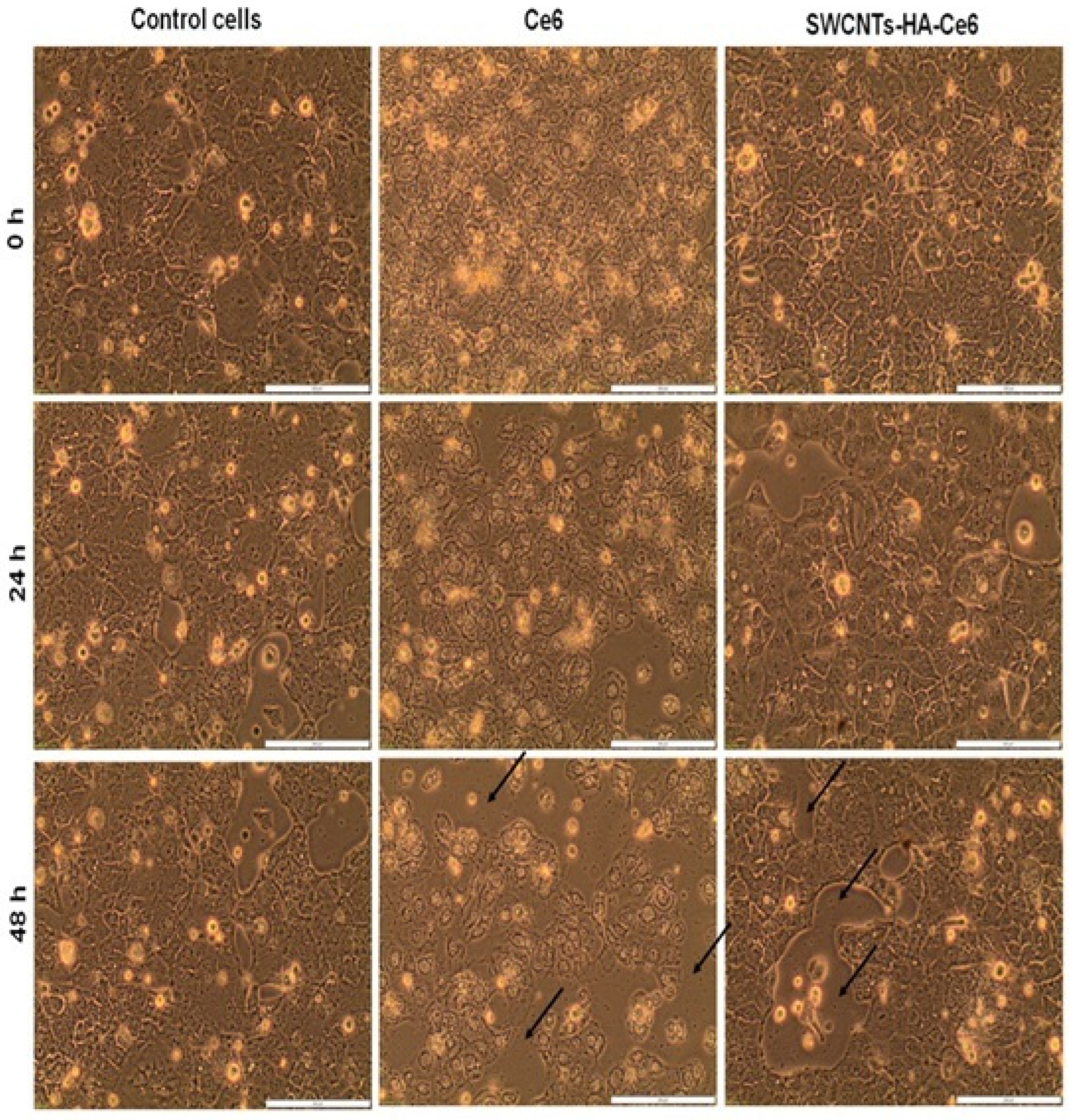 Pharmaceutics 17 00469 g006