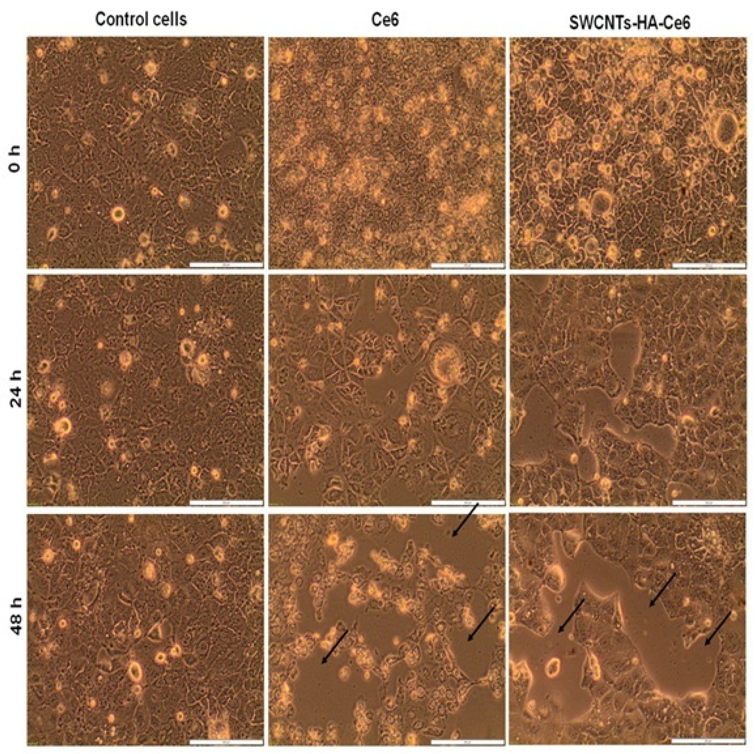 Pharmaceutics 17 00469 g007