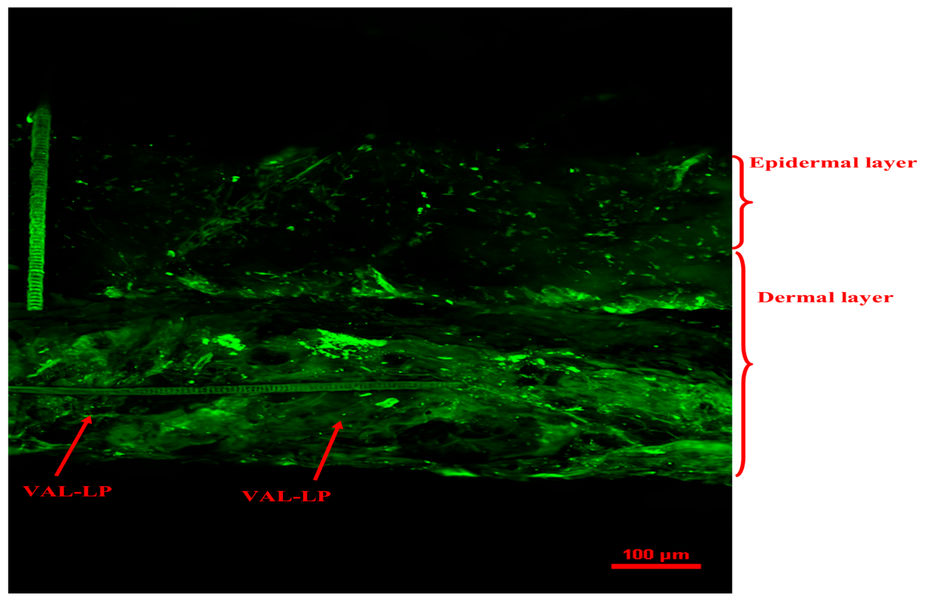 Pharmaceutics 17 00483 g007