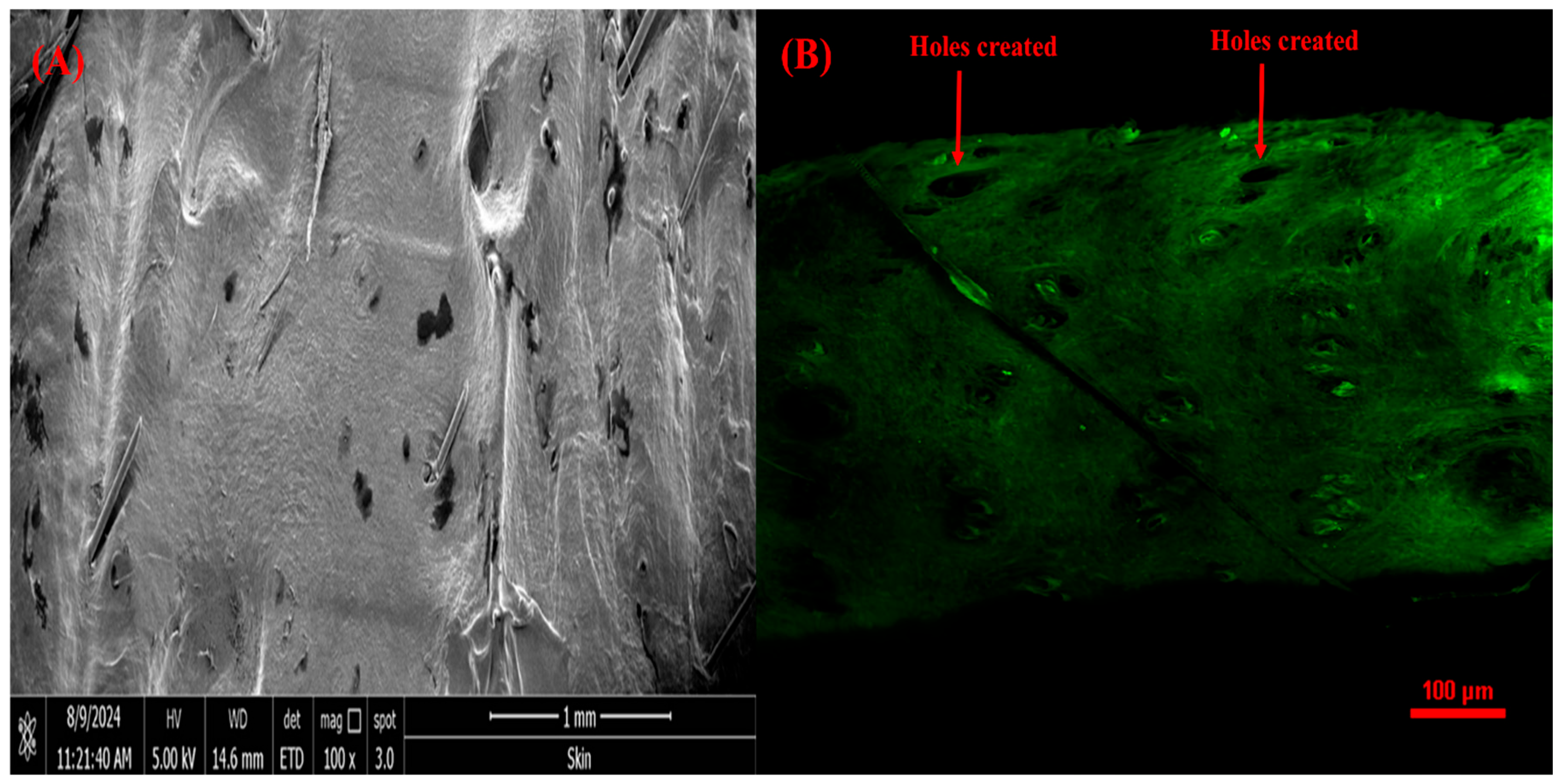 Pharmaceutics 17 00483 g011