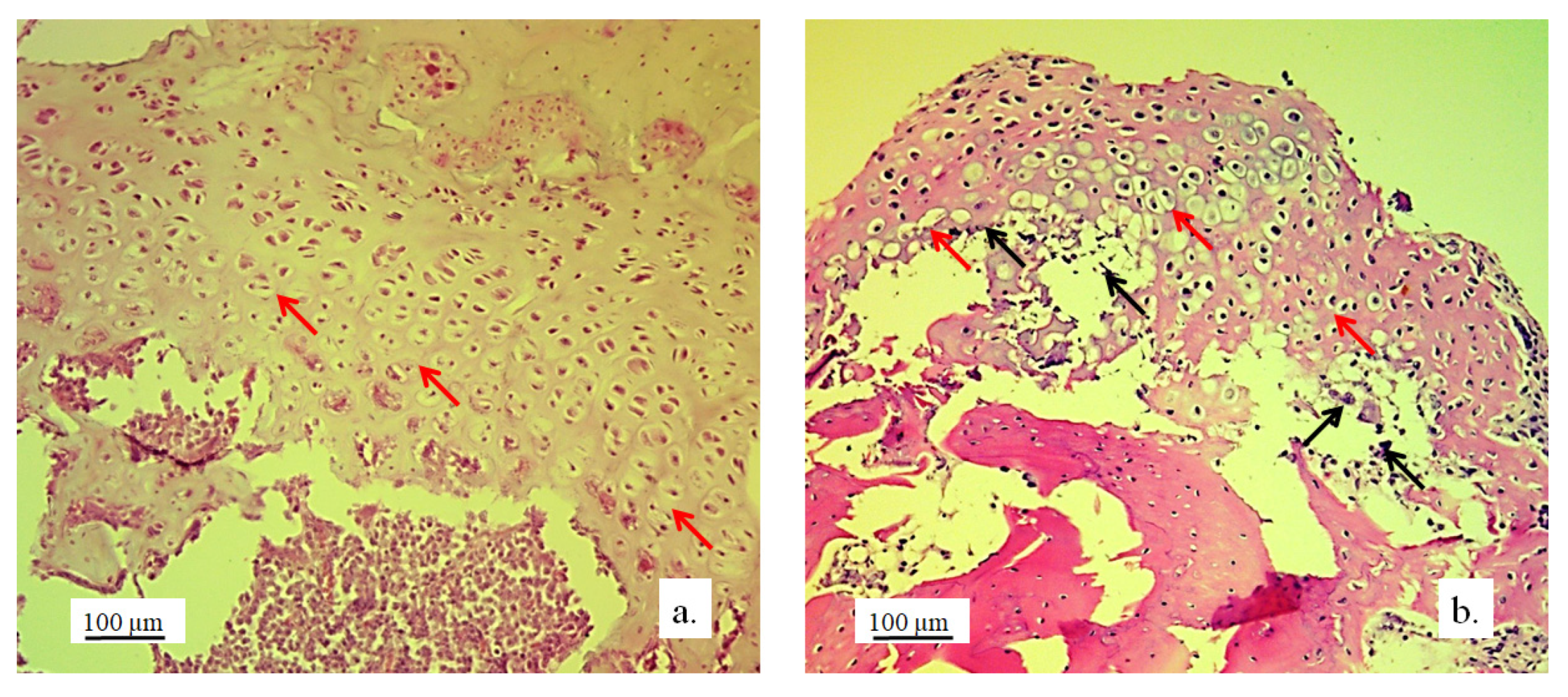 Pharmaceutics 17 00489 g007