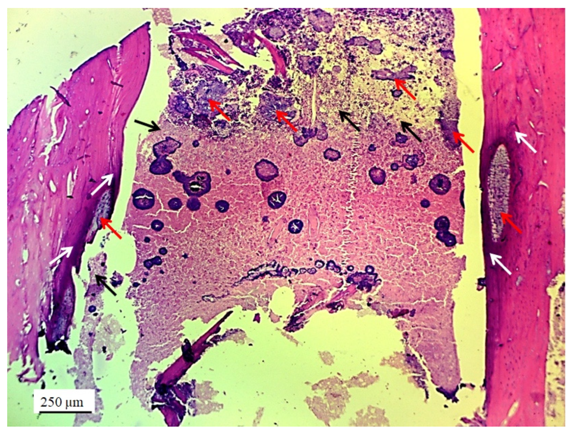 Pharmaceutics 17 00489 g010