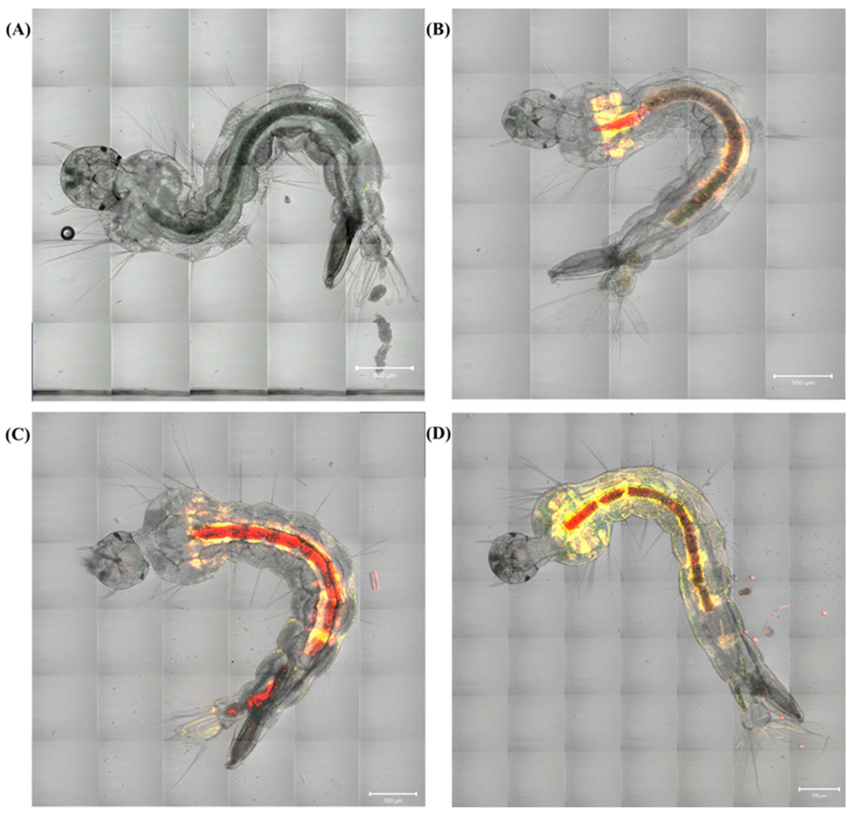 Pharmaceutics 17 00496 g014