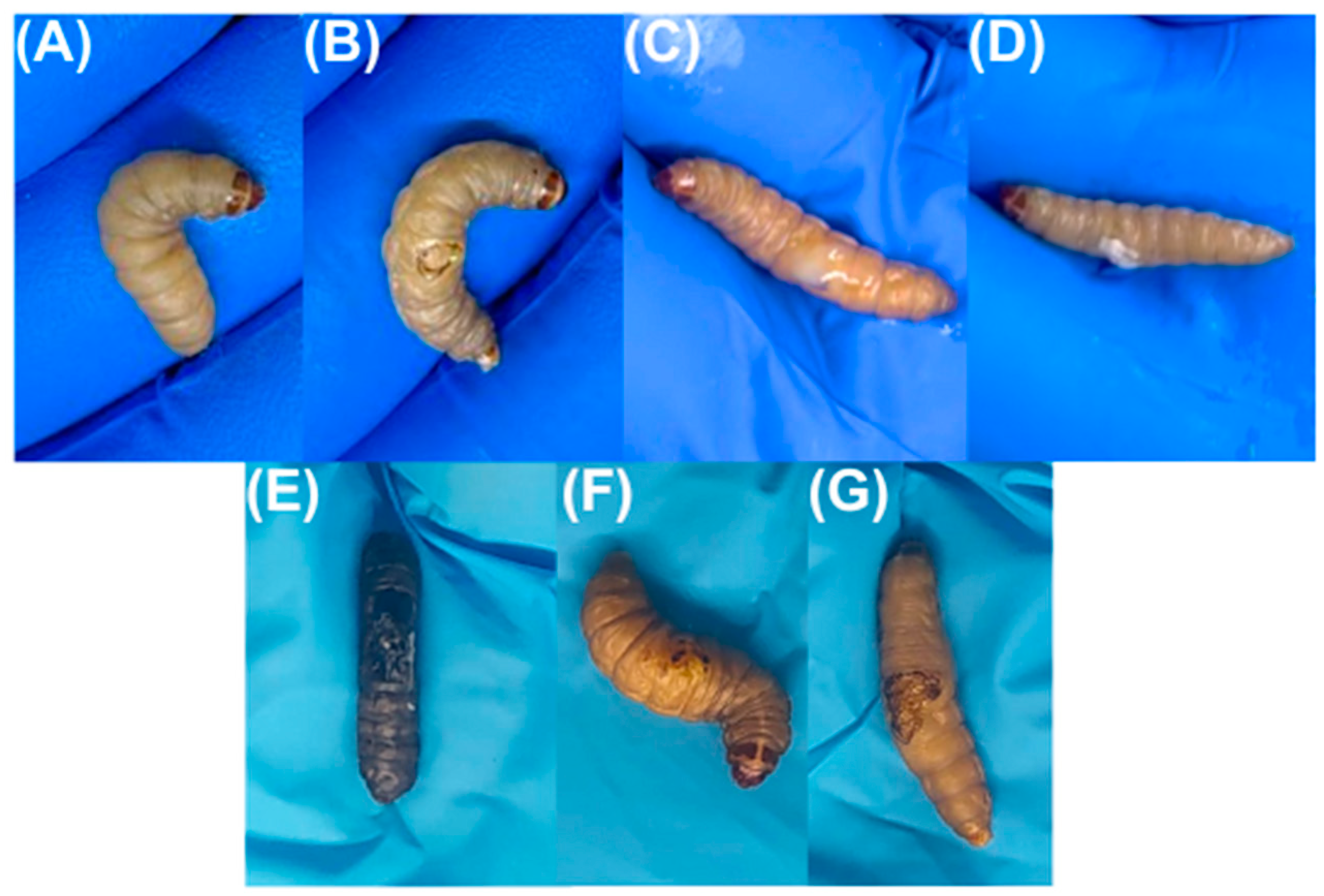 Pharmaceutics 17 00503 g005