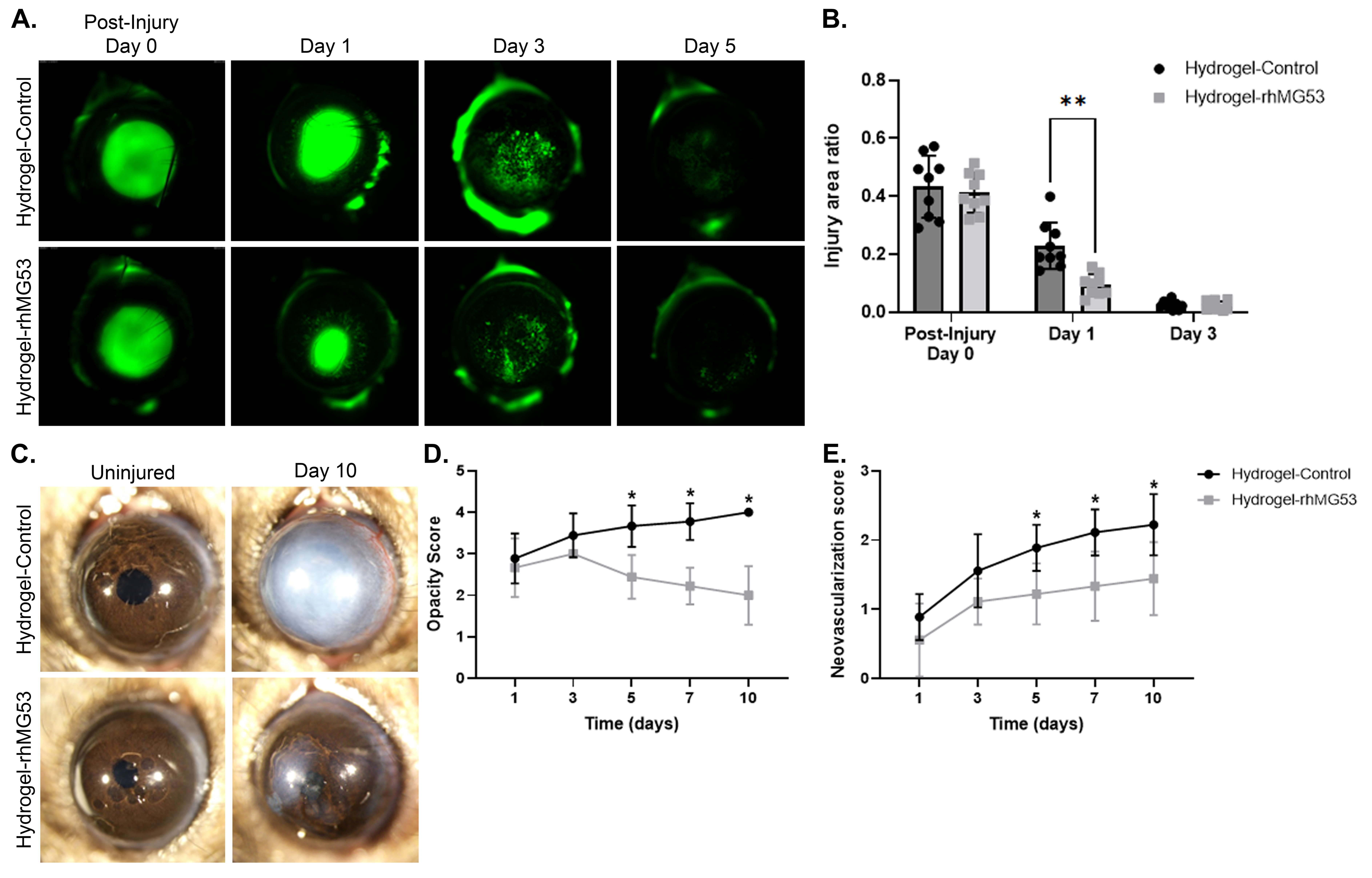 Pharmaceutics 17 00526 g005