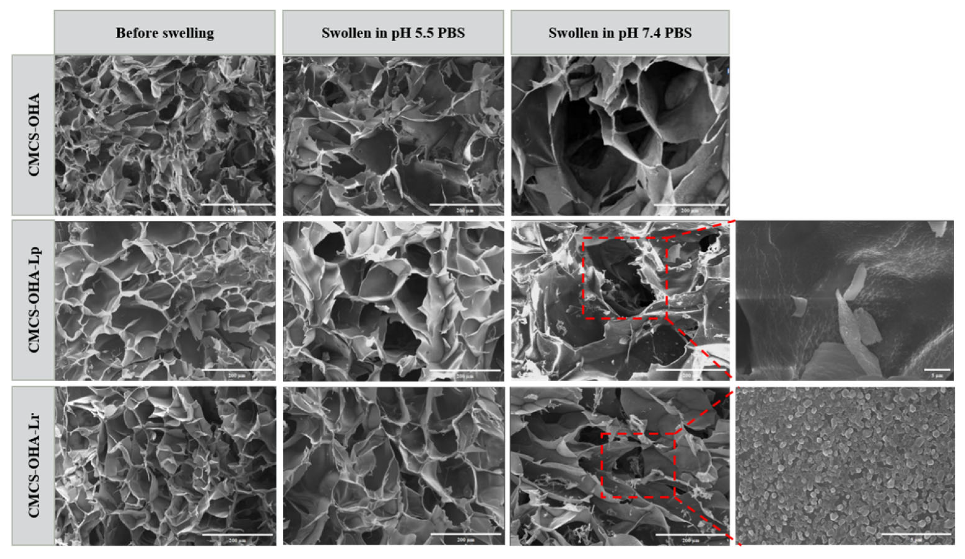 Pharmaceutics 17 00527 g003