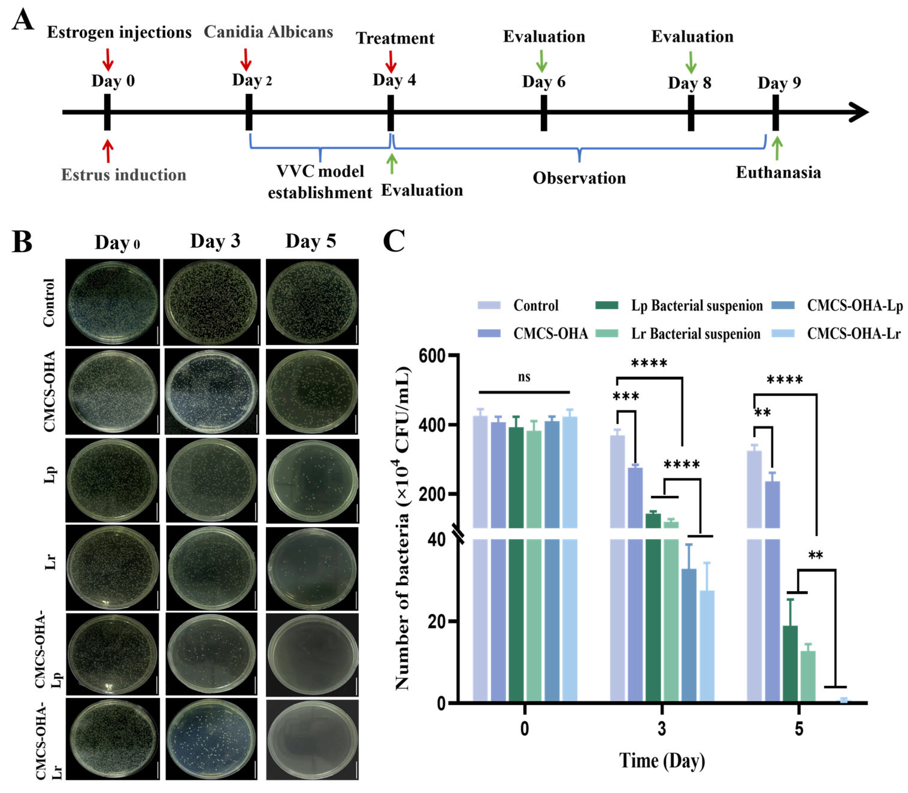 Pharmaceutics 17 00527 g008