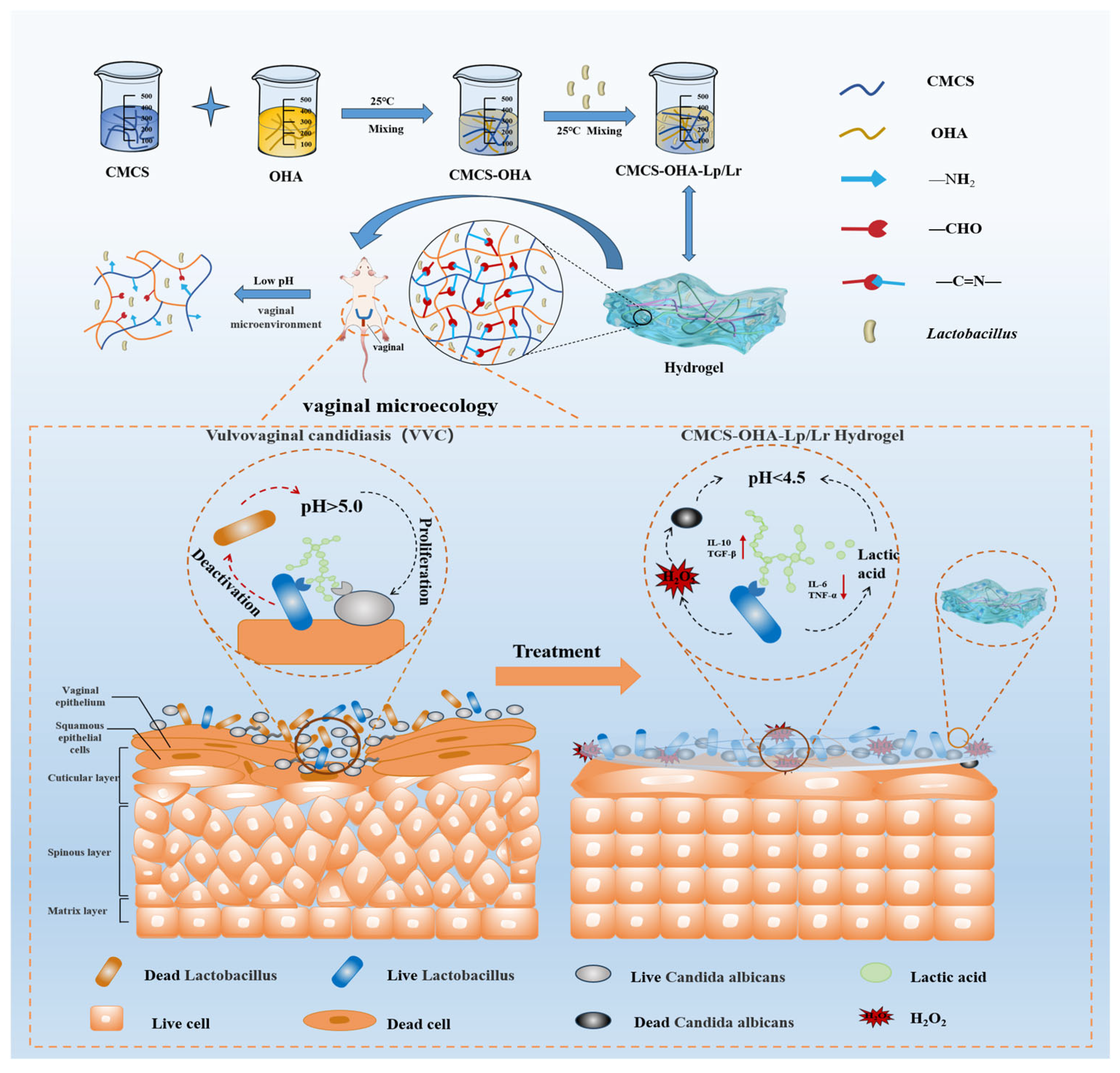 Pharmaceutics 17 00527 sch001