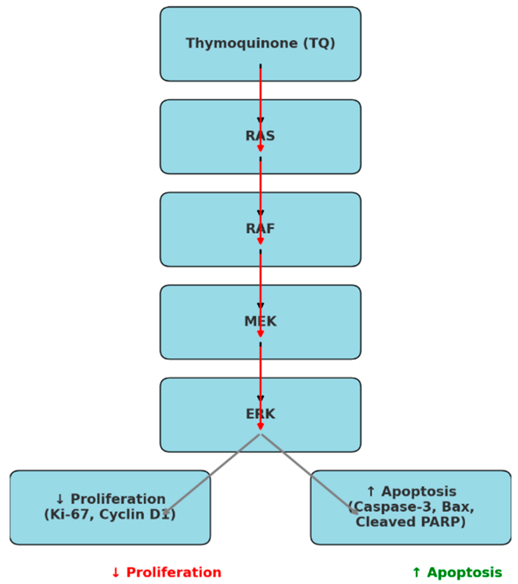 Pharmaceutics 17 00536 g001