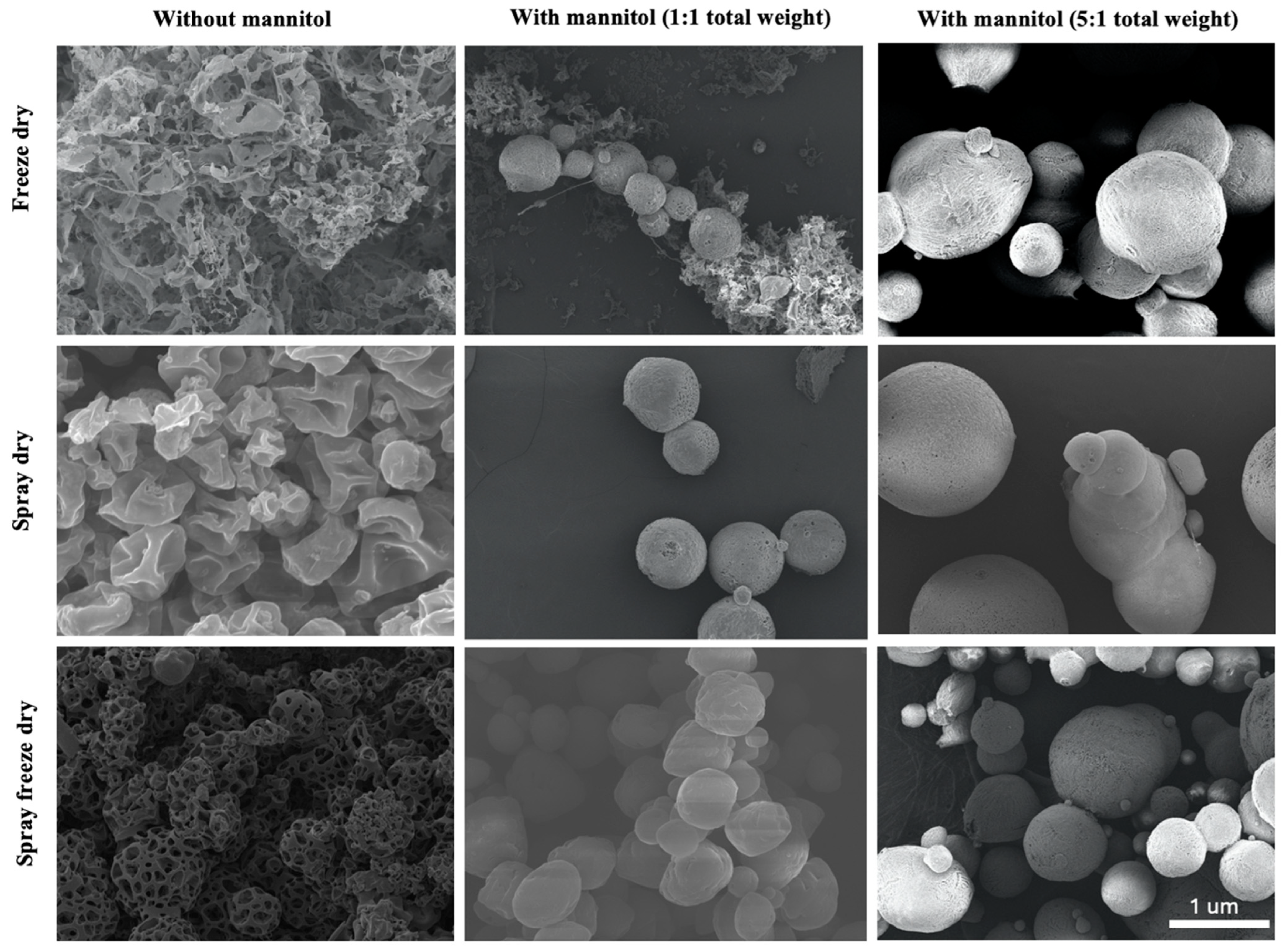 Pharmaceutics 17 00537 g002