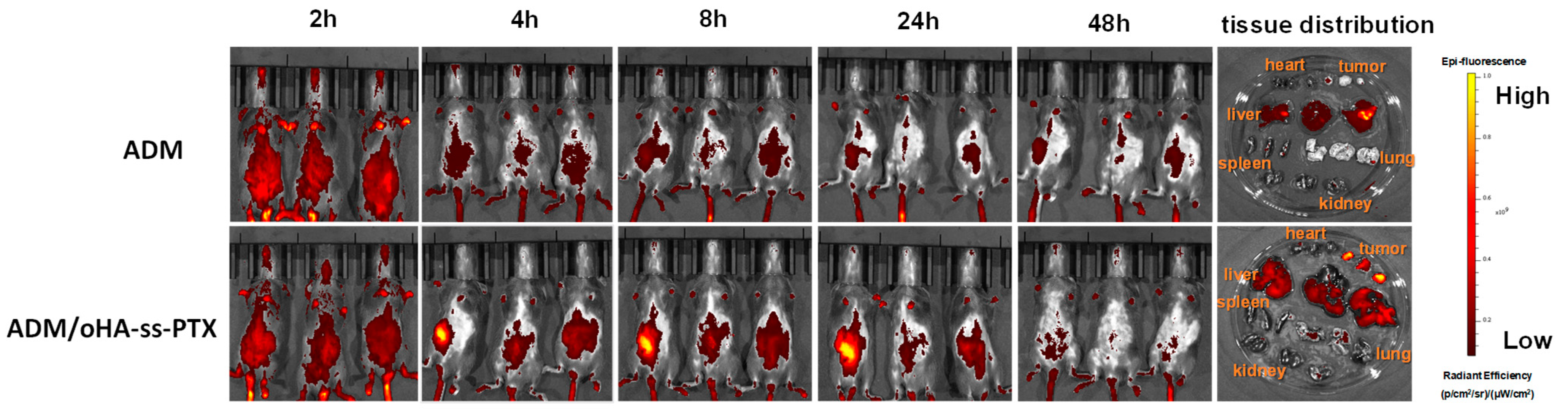 Pharmaceutics 17 00538 g010