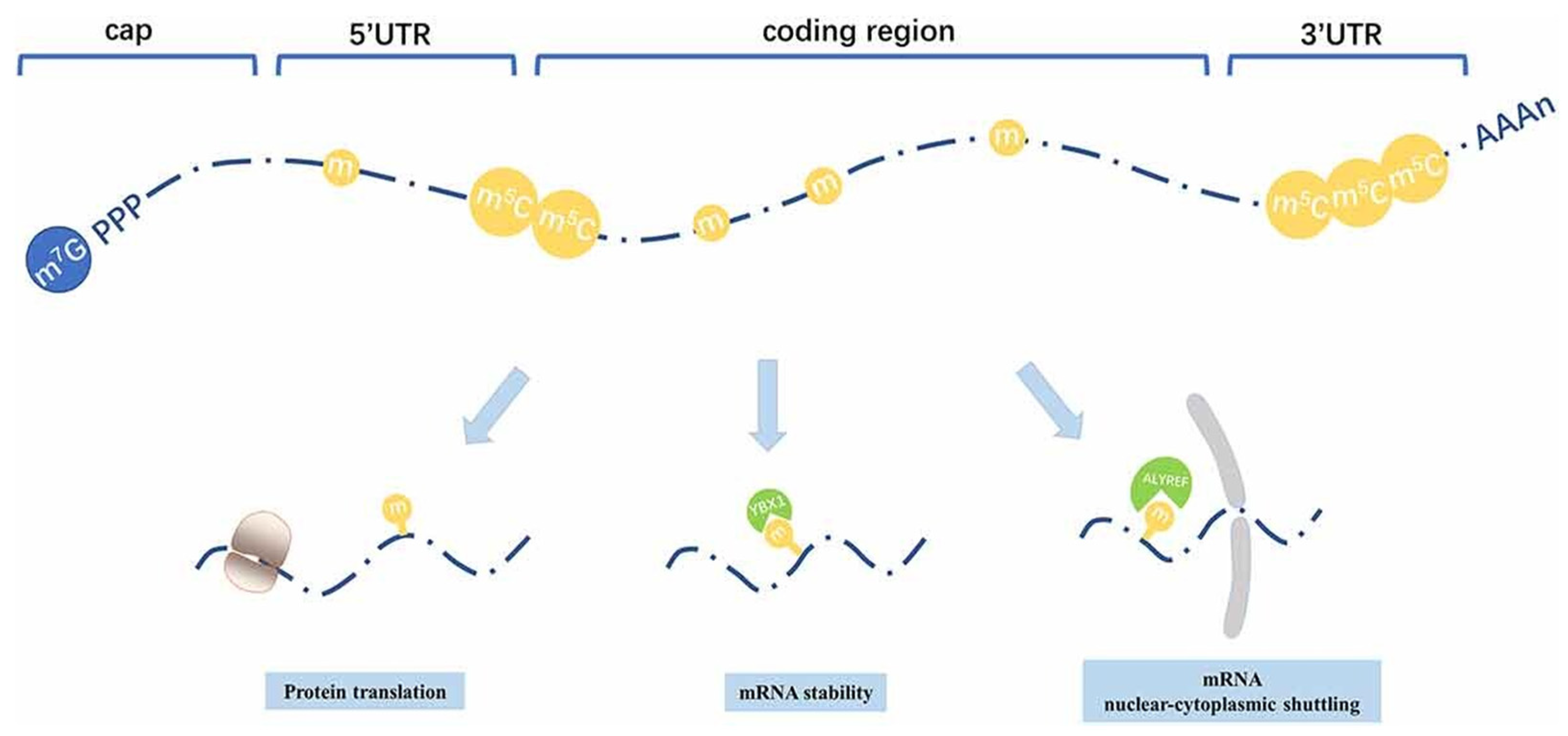 Pharmaceutics 17 00550 g007 Pharmaceutics 17 00550 g007