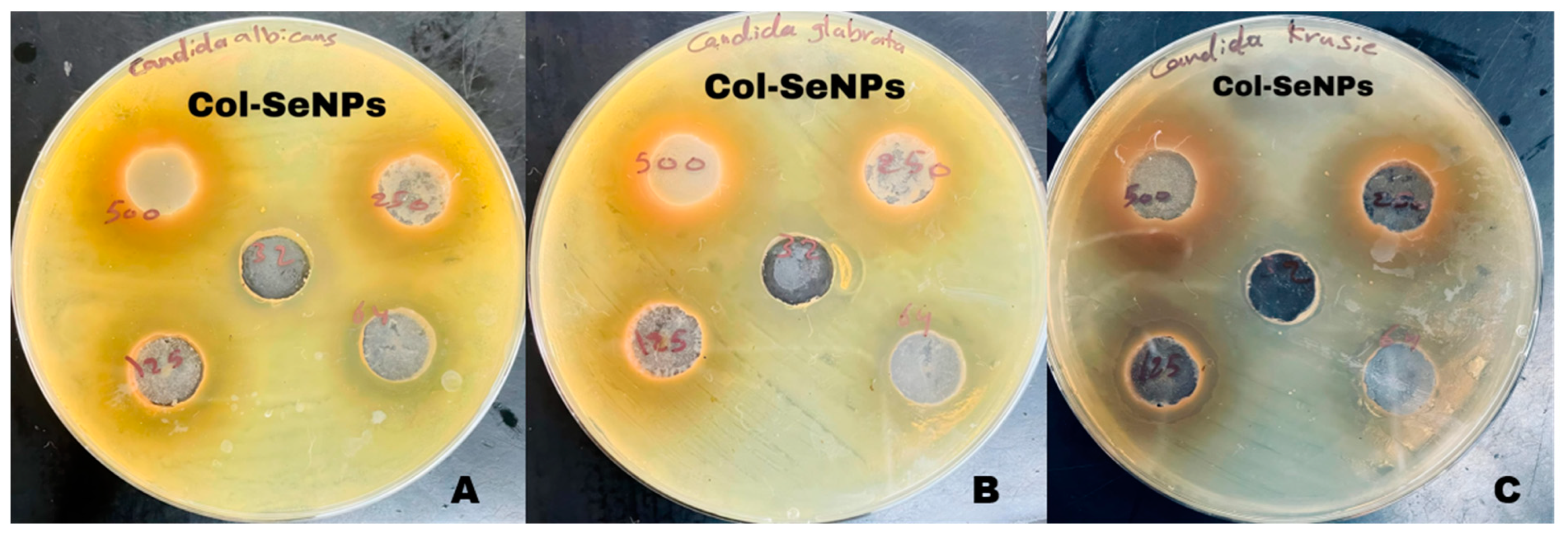 Pharmaceutics 17 00556 g014