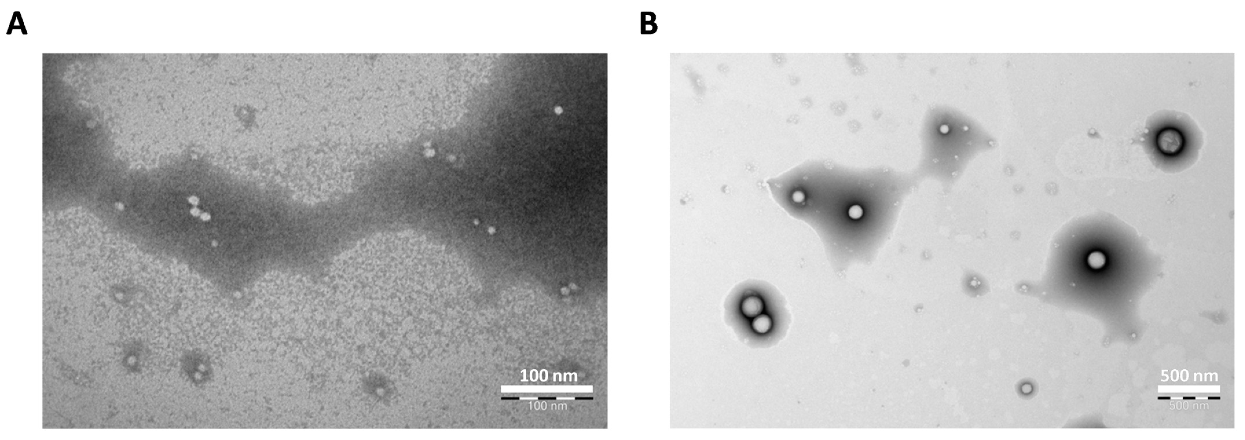 Pharmaceutics 17 00572 g001