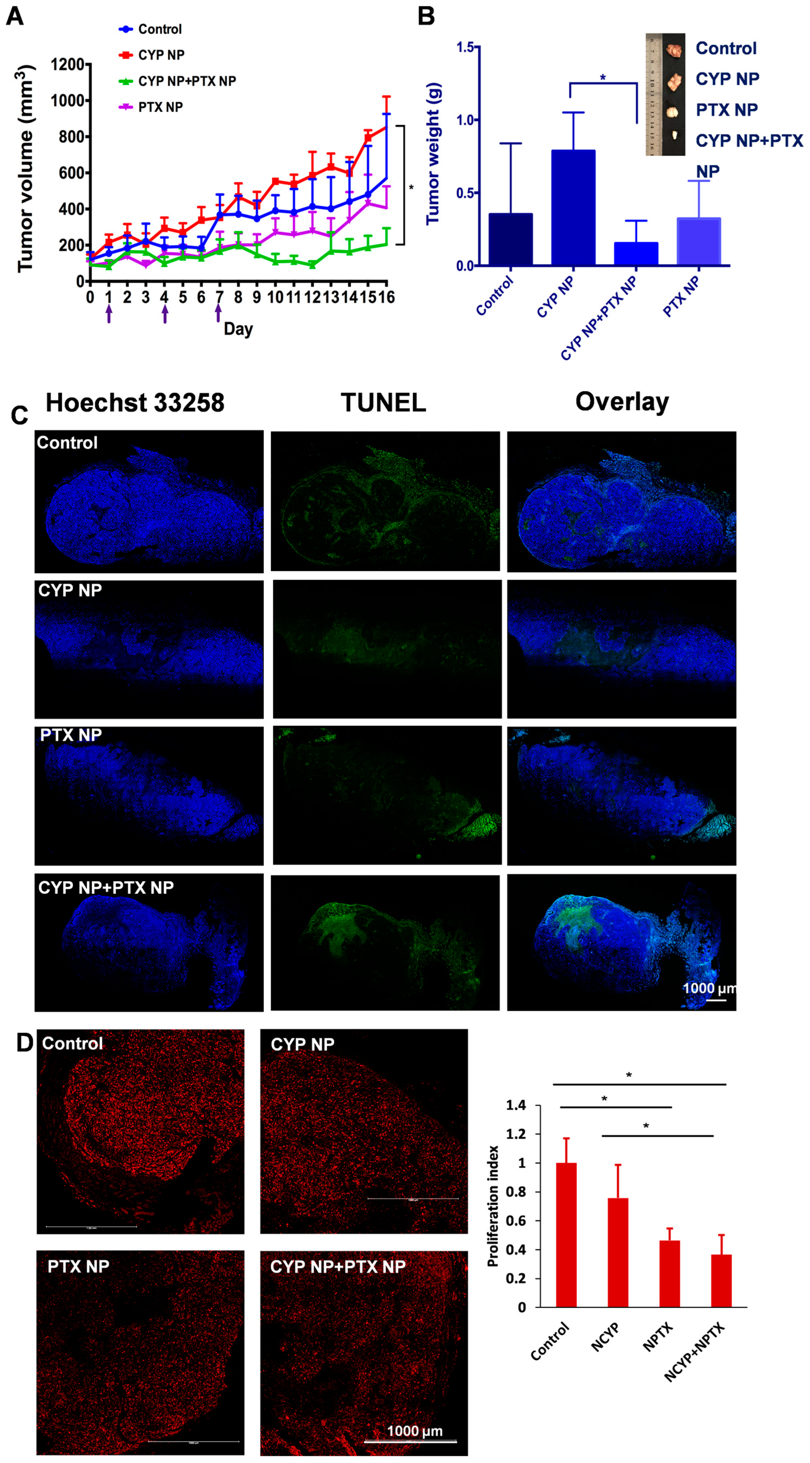 Pharmaceutics 17 00572 g004